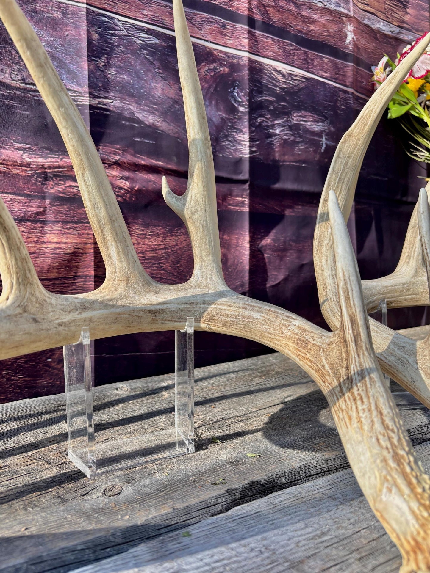 4 Deer Antlers - 2 Matched Sets From the Same Deer. Insane Mass. Super Heavy Whitetailed deer