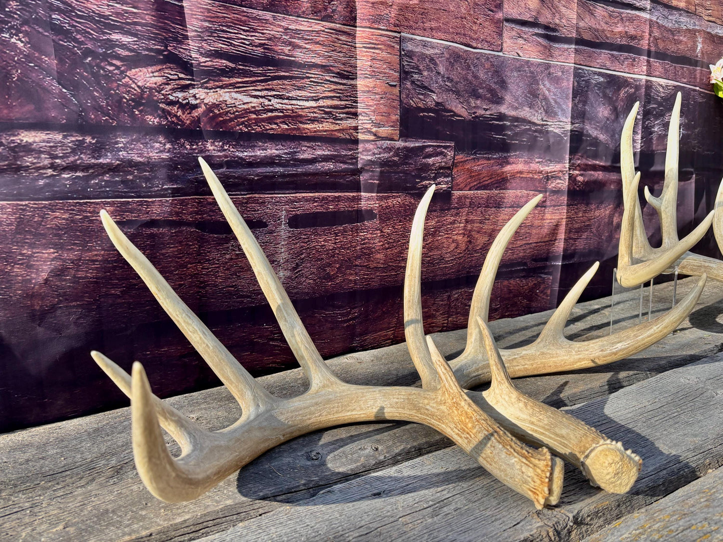 4 Deer Antlers - 2 Matched Sets From the Same Deer. Insane Mass. Super Heavy Whitetailed deer