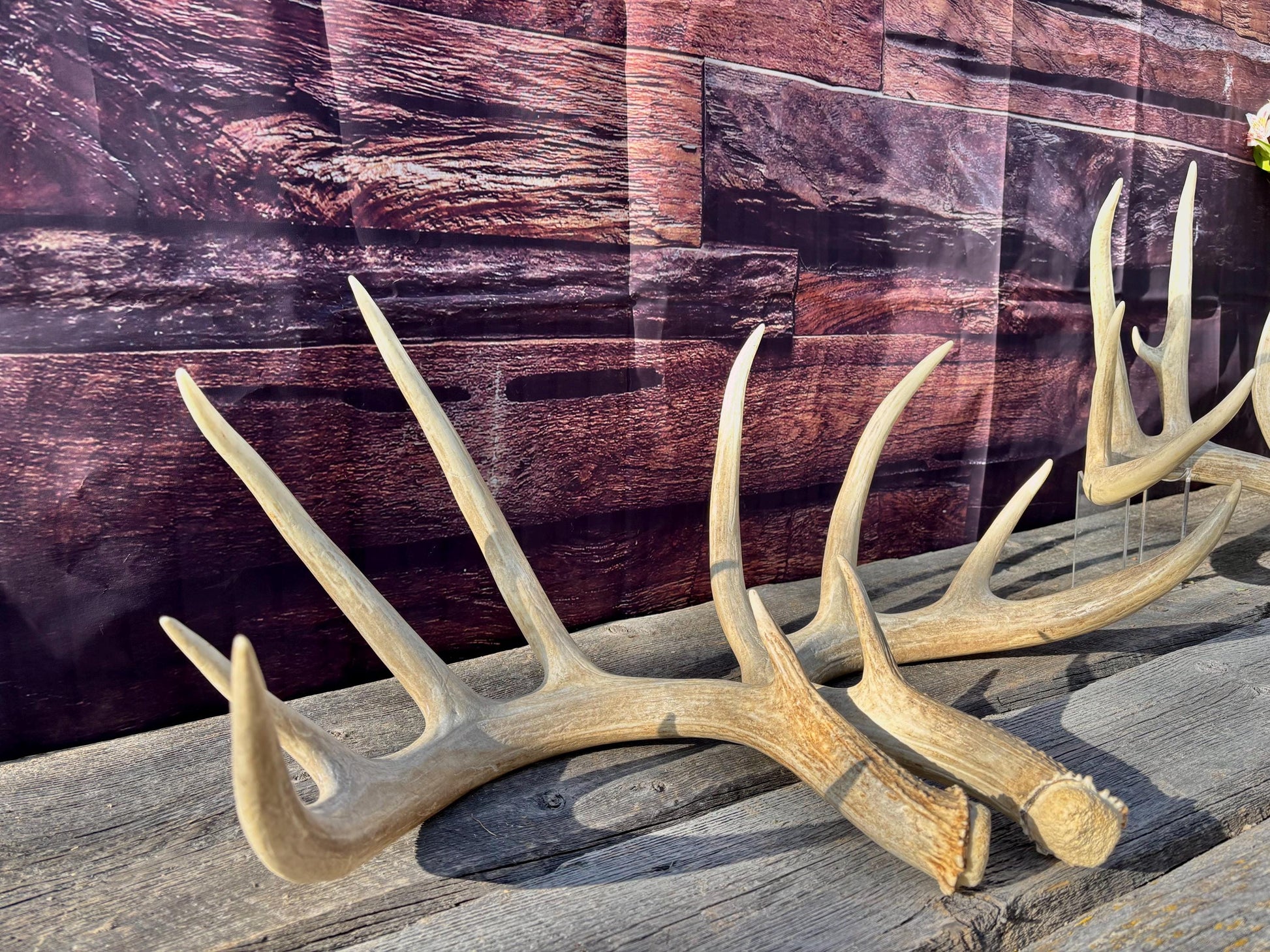 4 Deer Antlers - 2 Matched Sets From the Same Deer. Insane Mass. Super Heavy Whitetailed deer