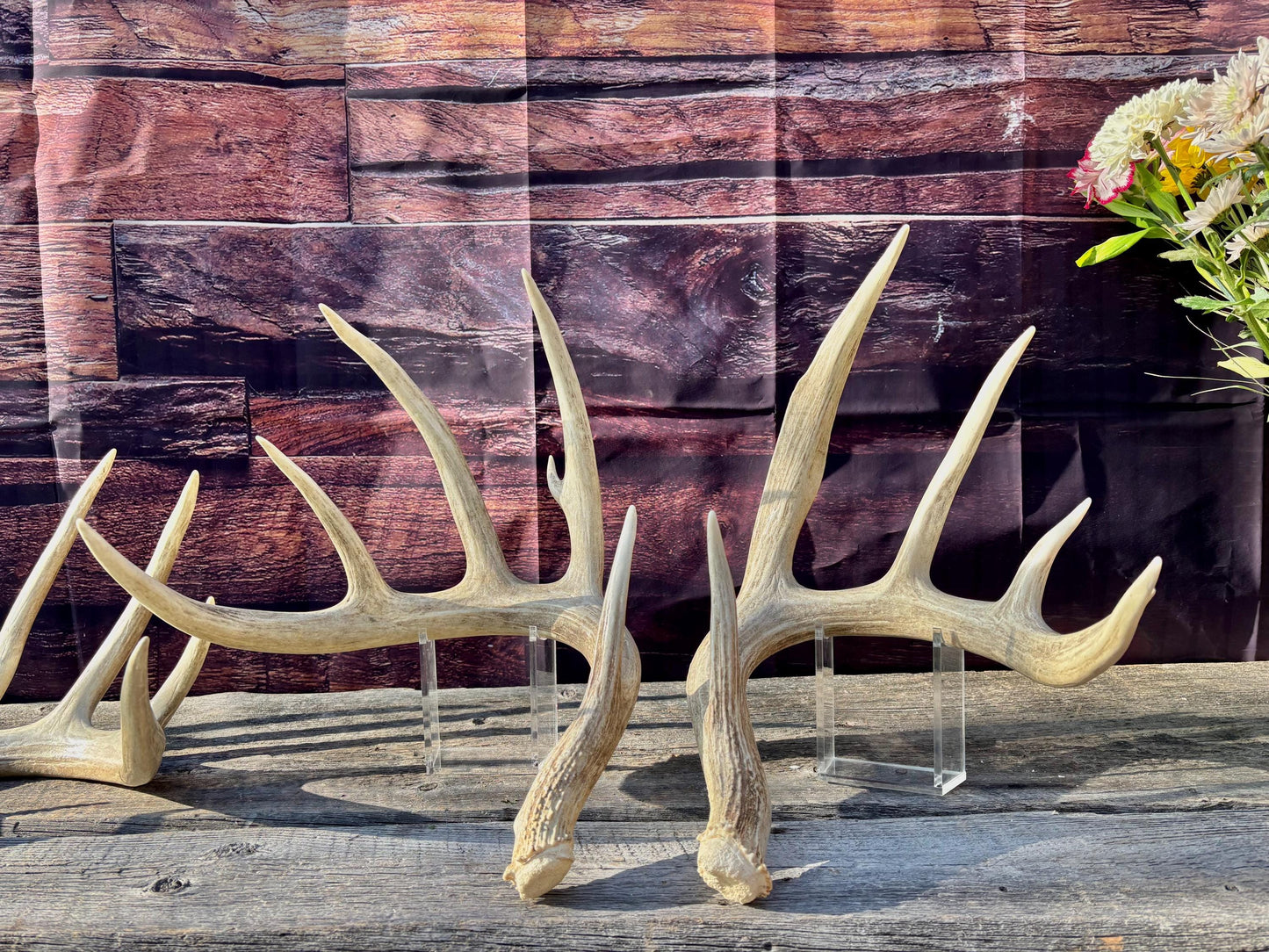 4 Deer Antlers - 2 Matched Sets From the Same Deer. Insane Mass. Super Heavy Whitetailed deer