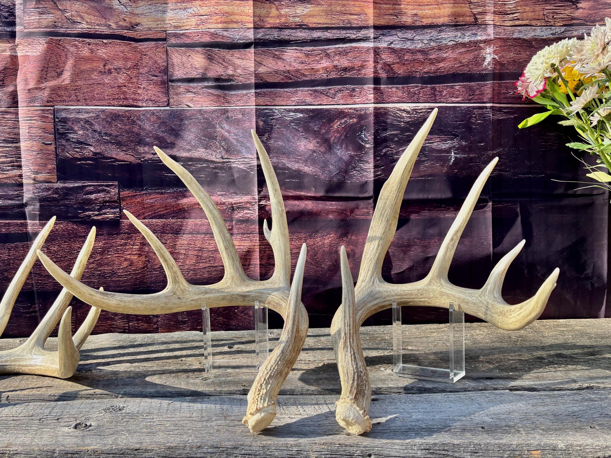 4 Deer Antlers - 2 Matched Sets From the Same Deer. Insane Mass. Super Heavy Whitetailed deer