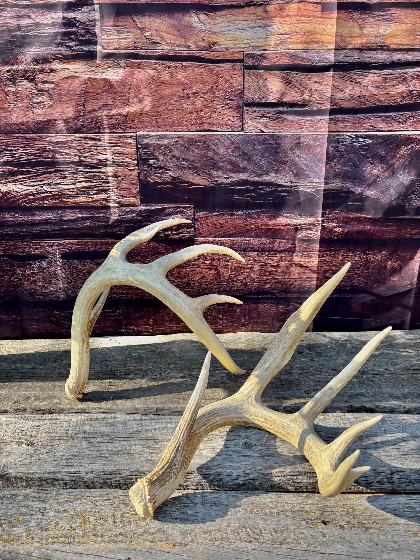 4 Deer Antlers - 2 Matched Sets From the Same Deer. Insane Mass. Super Heavy Whitetailed deer