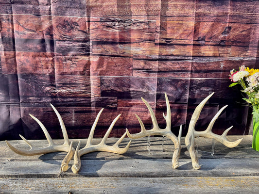 4 Deer Antlers - 2 Matched Sets From the Same Deer. Insane Mass. Super Heavy Whitetailed deer