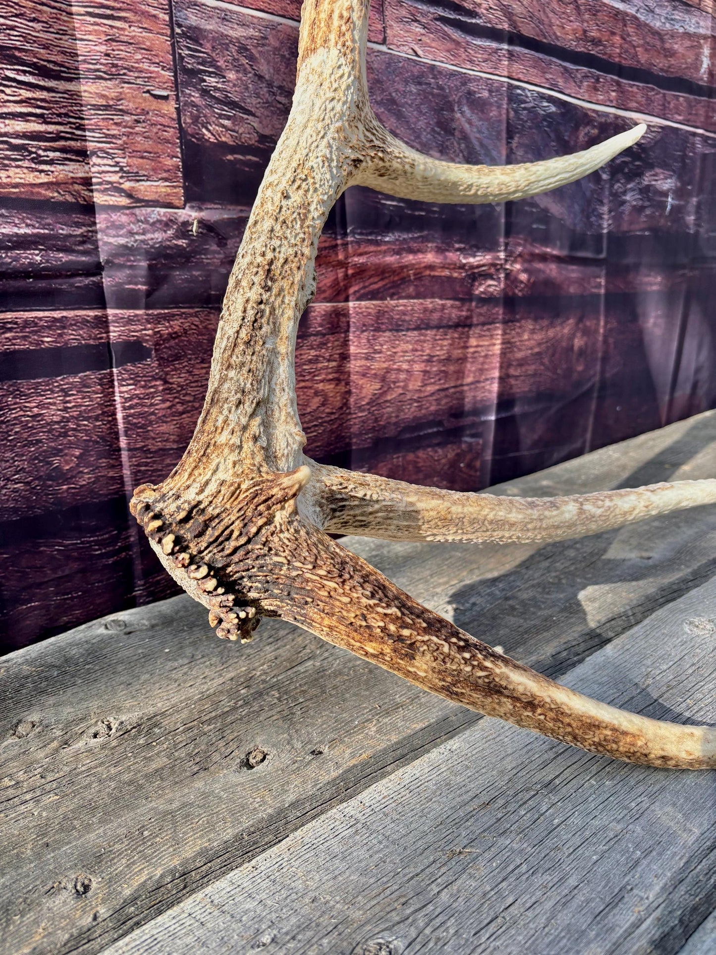 Antler from a Wild Canadian Bull Elk! Home and Cabin Decor, Crafting and Table Centerpiece.