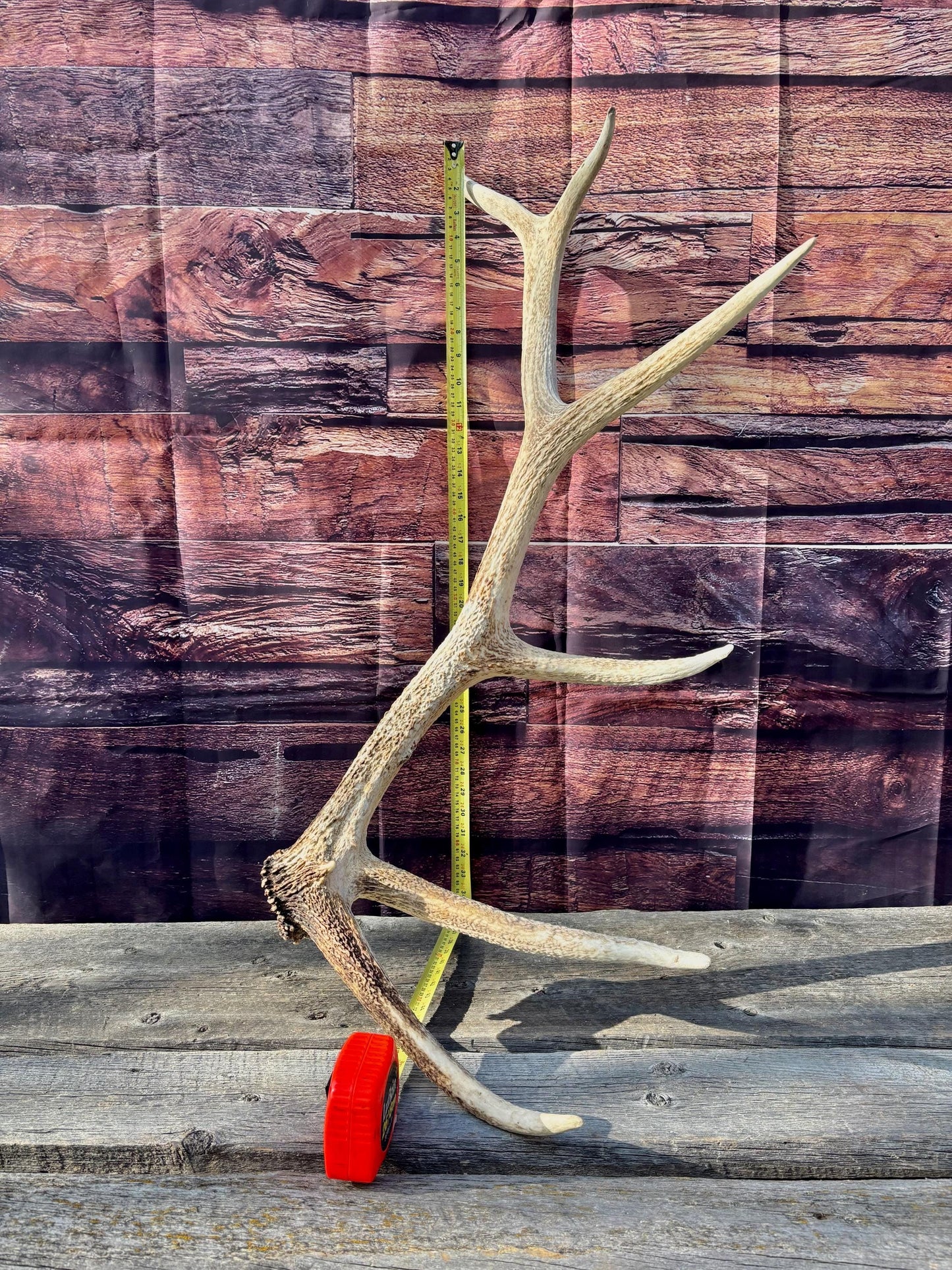 Antler from a Wild Canadian Bull Elk! Home and Cabin Decor, Crafting and Table Centerpiece.