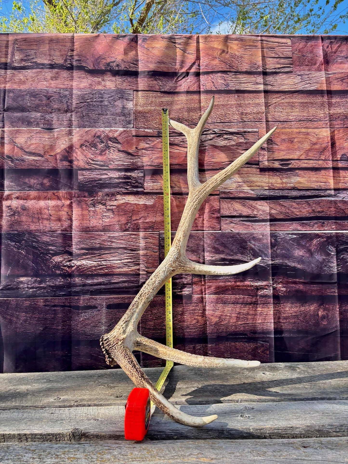 Antler from a Wild Canadian Bull Elk! Home and Cabin Decor, Crafting and Table Centerpiece.