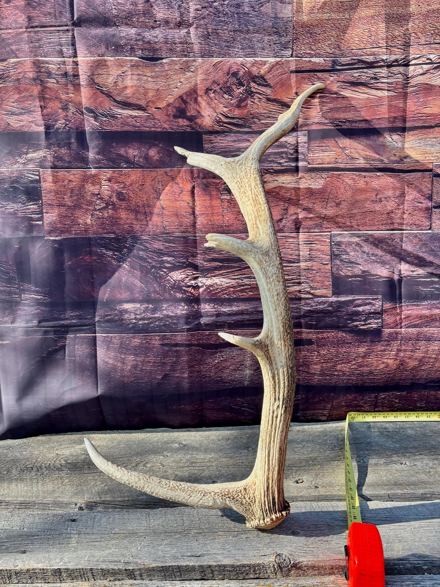 Rustic, Heavily Damaged Elk Antler. Home and Cabin Decor, Crafting and Table Centerpiece.