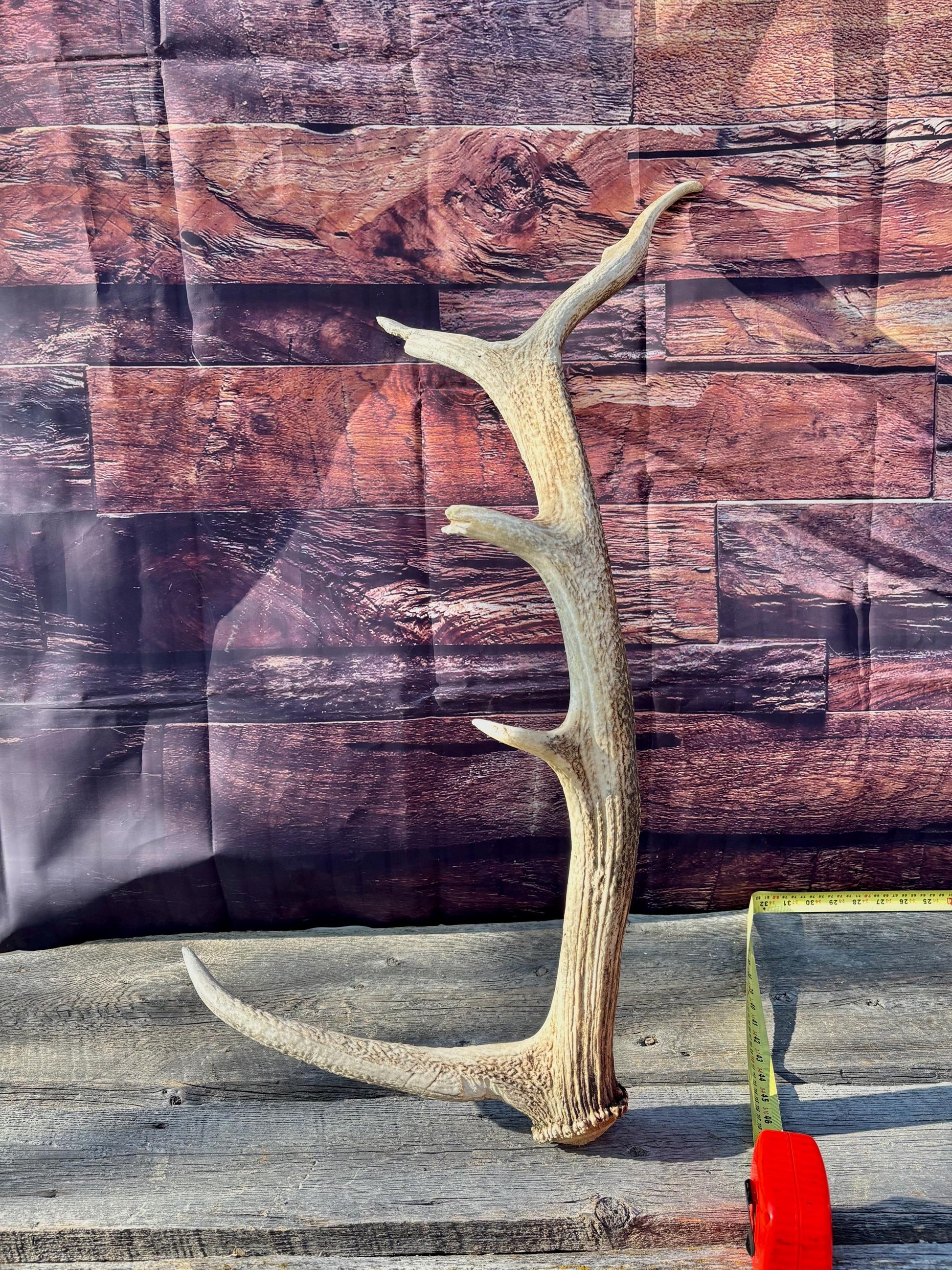 Rustic, Heavily Damaged Elk Antler. Home and Cabin Decor, Crafting and Table Centerpiece.