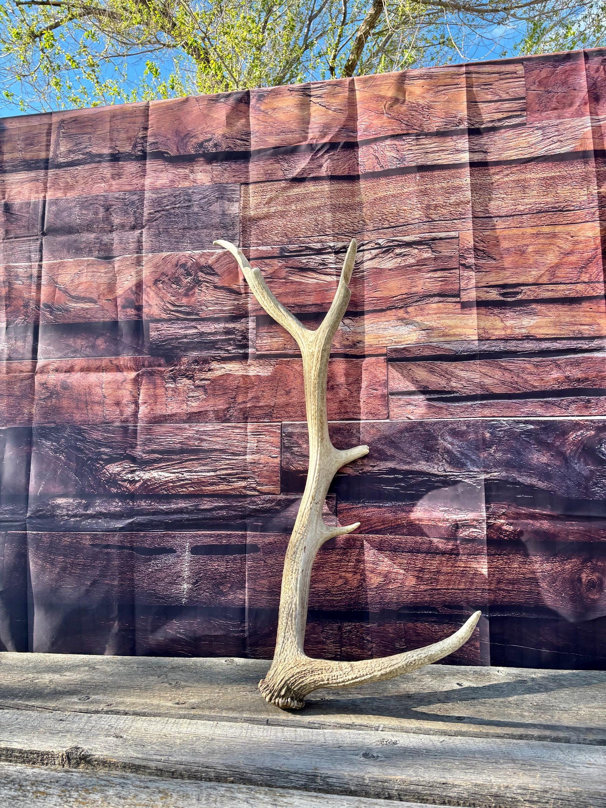 Rustic, Heavily Damaged Elk Antler. Home and Cabin Decor, Crafting and Table Centerpiece.