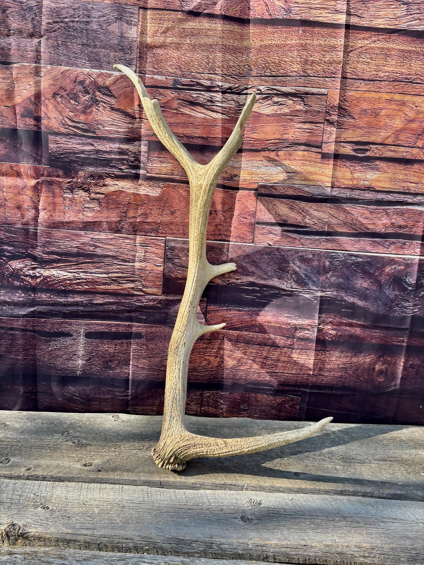 Rustic, Heavily Damaged Elk Antler. Home and Cabin Decor, Crafting and Table Centerpiece.