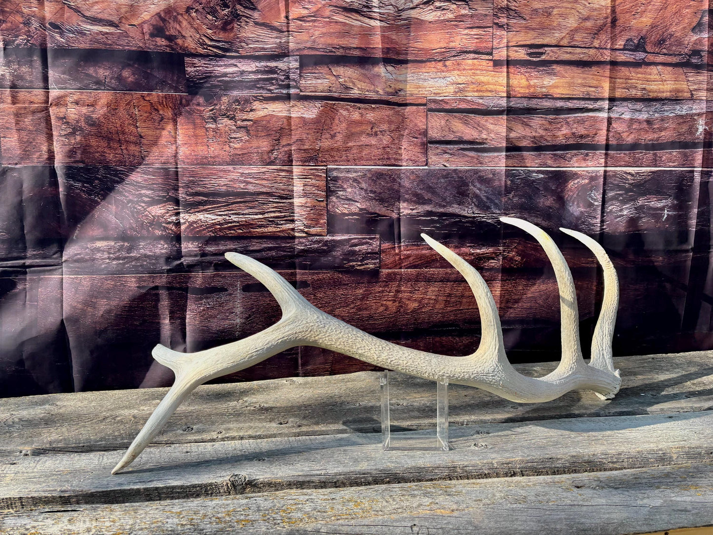 Wild Canadian Bull Elk Antler. Crafting & Home Decor, Table Centerpiece, and More.