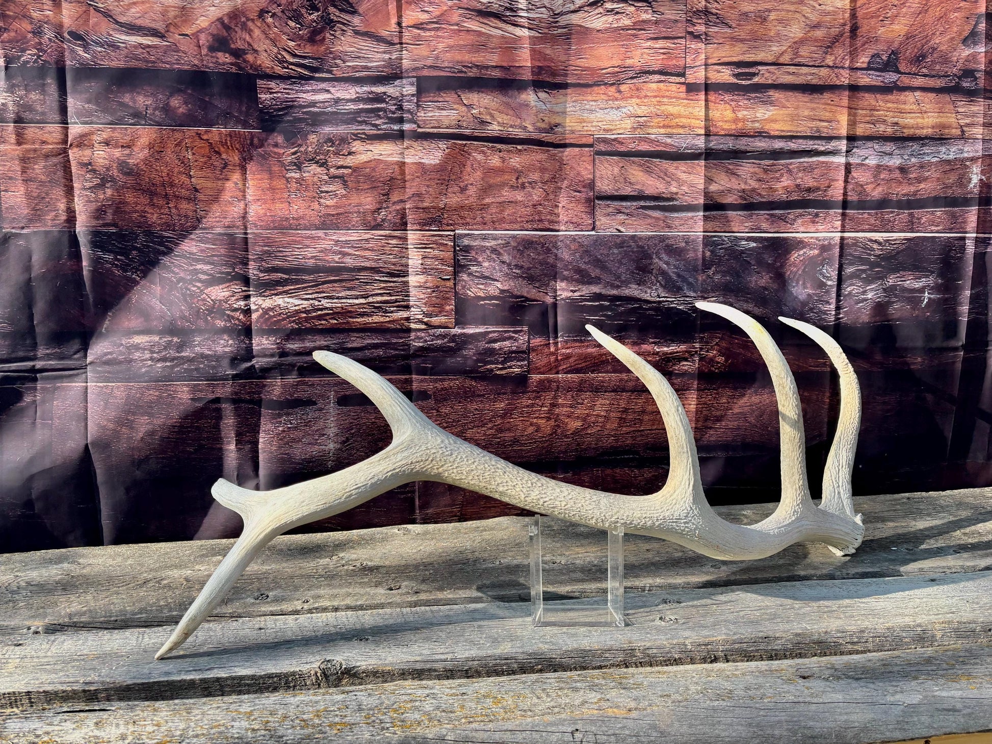 Wild Canadian Bull Elk Antler. Crafting & Home Decor, Table Centerpiece, and More.