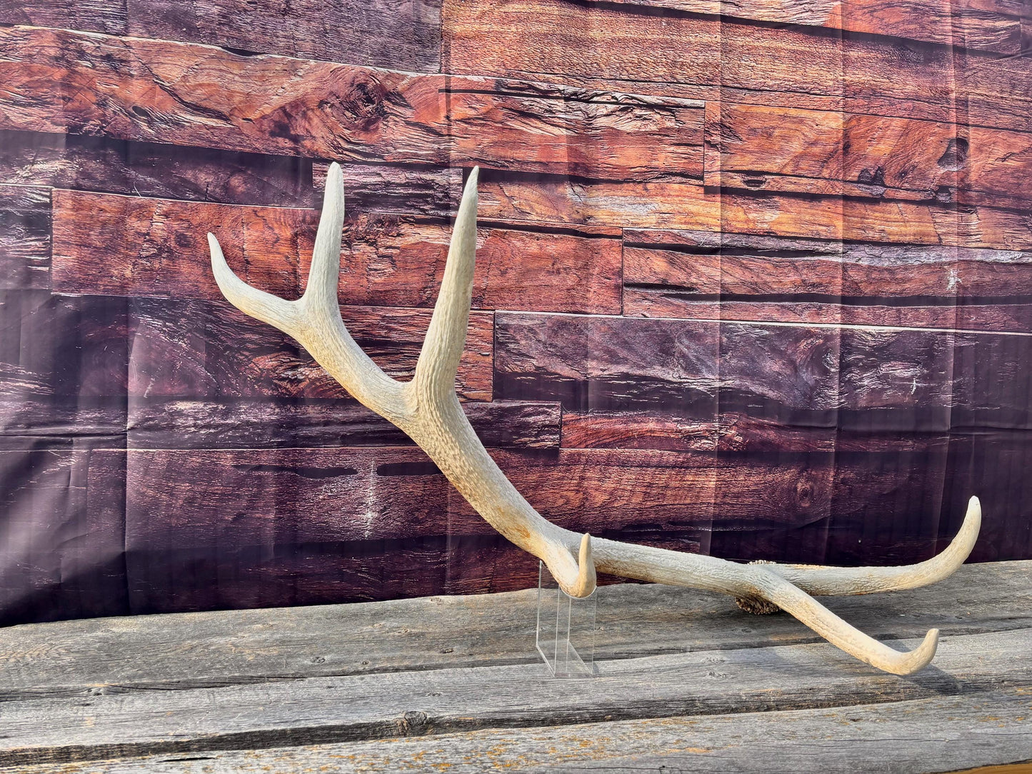 Wild Canadian Bull Elk Antler. Crafting & Home Decor, Table Centerpiece, and More.