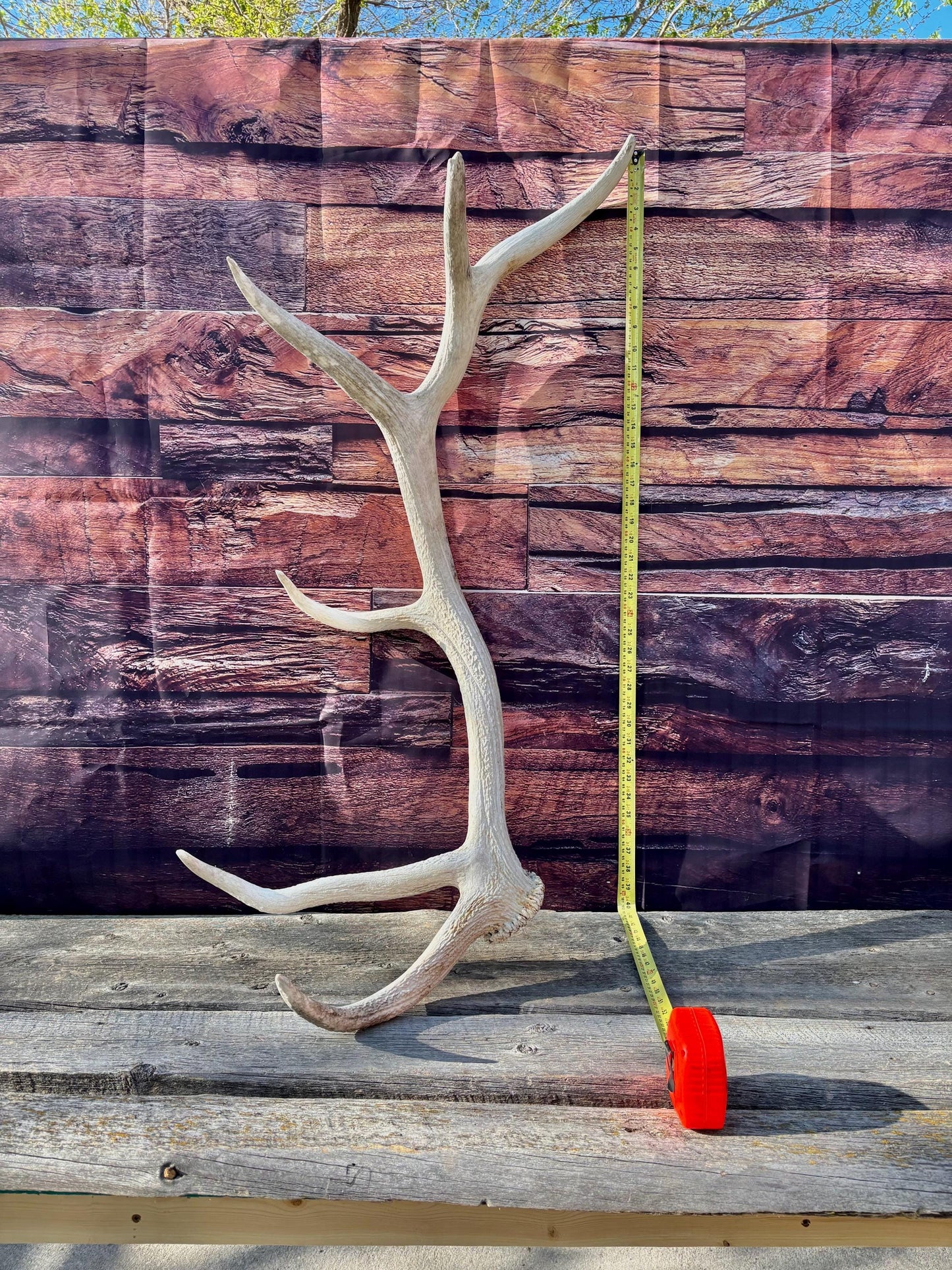 Wild Canadian Bull Elk Antler. Crafting & Home Decor, Table Centerpiece, and More.