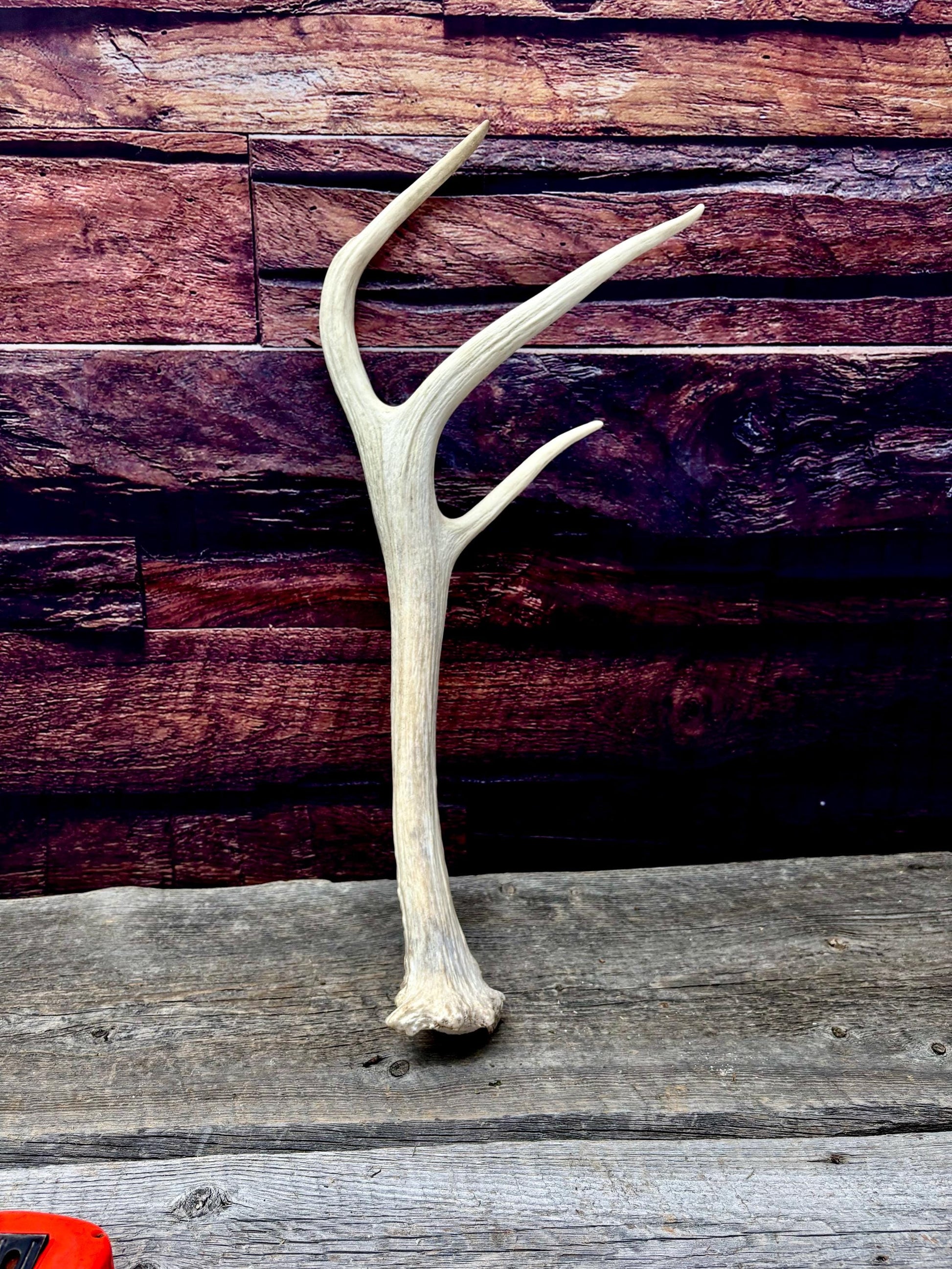 Trident Shaped Elk Antler. Unusual medium sized Elk antler for decor, crafting, art and more.