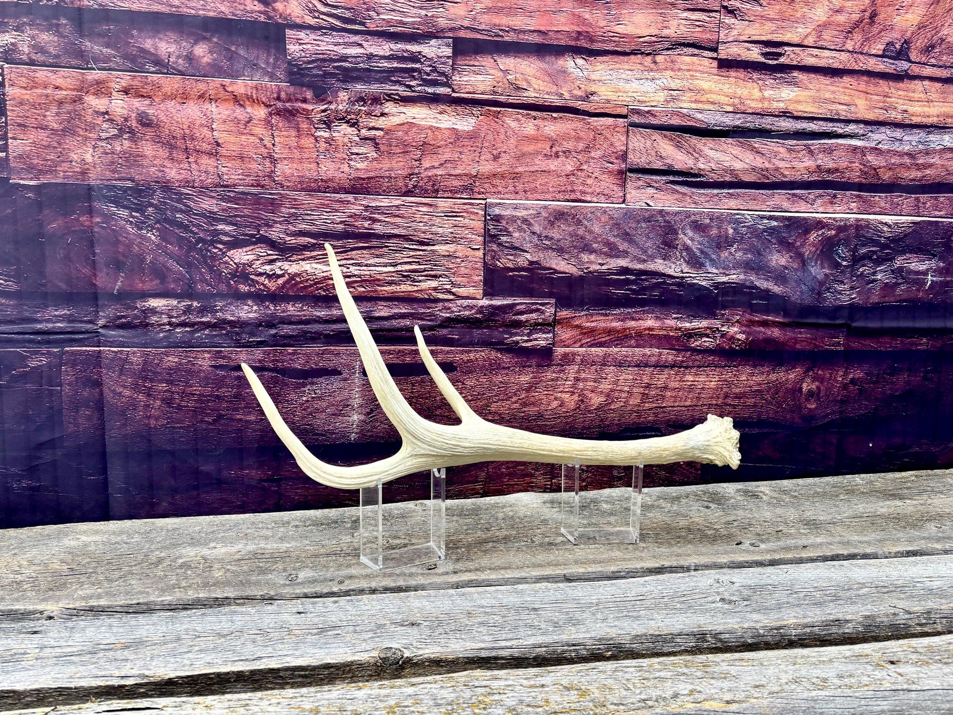Trident Shaped Elk Antler. Unusual medium sized Elk antler for decor, crafting, art and more.
