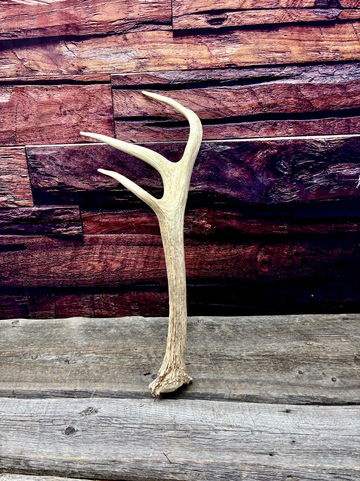 Trident Shaped Elk Antler. Unusual medium sized Elk antler for decor, crafting, art and more.