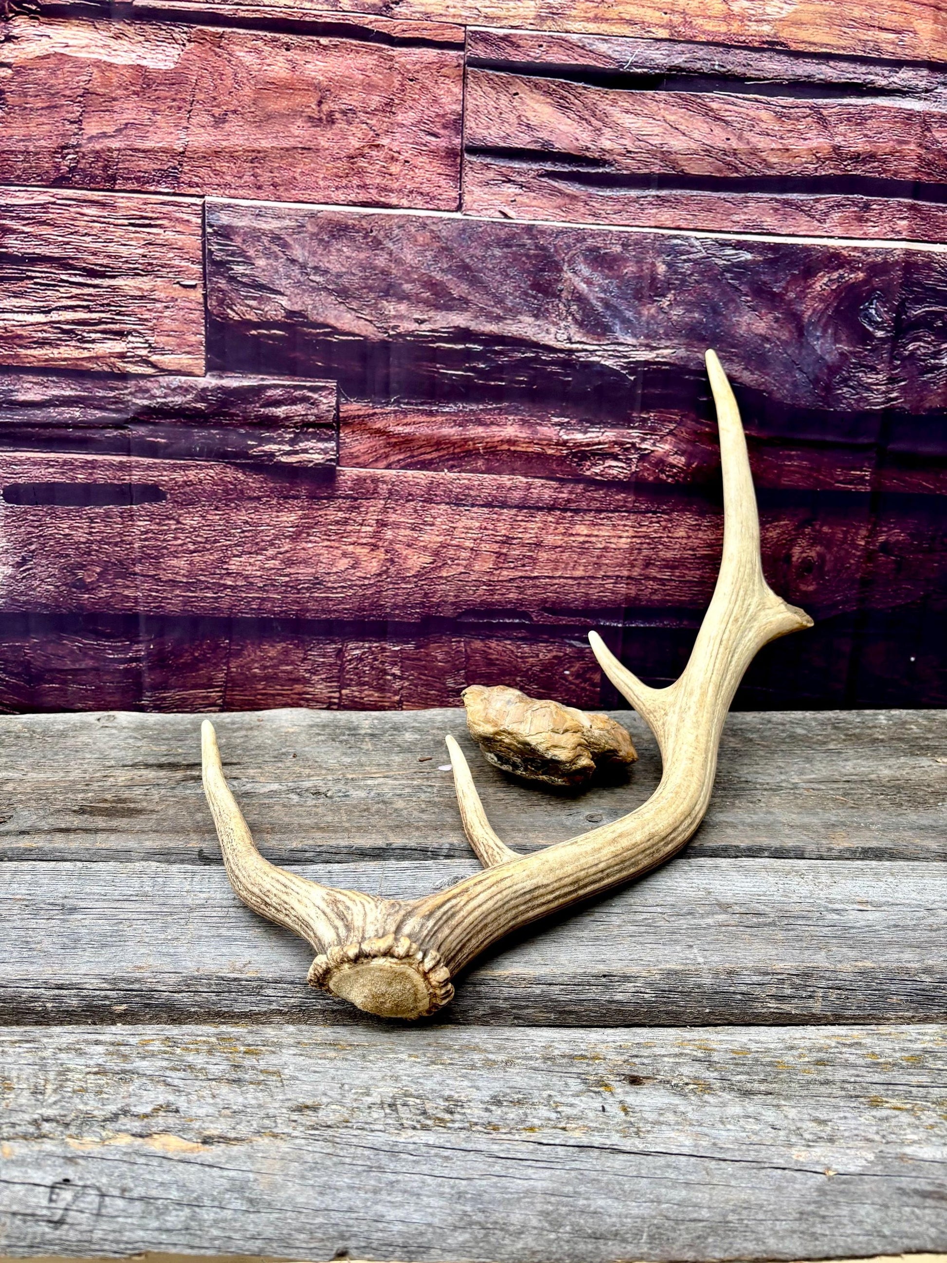 Antler from a Wild Canadian Bull Elk! Home and Cabin Decor, Crafting and Table Centerpiece.