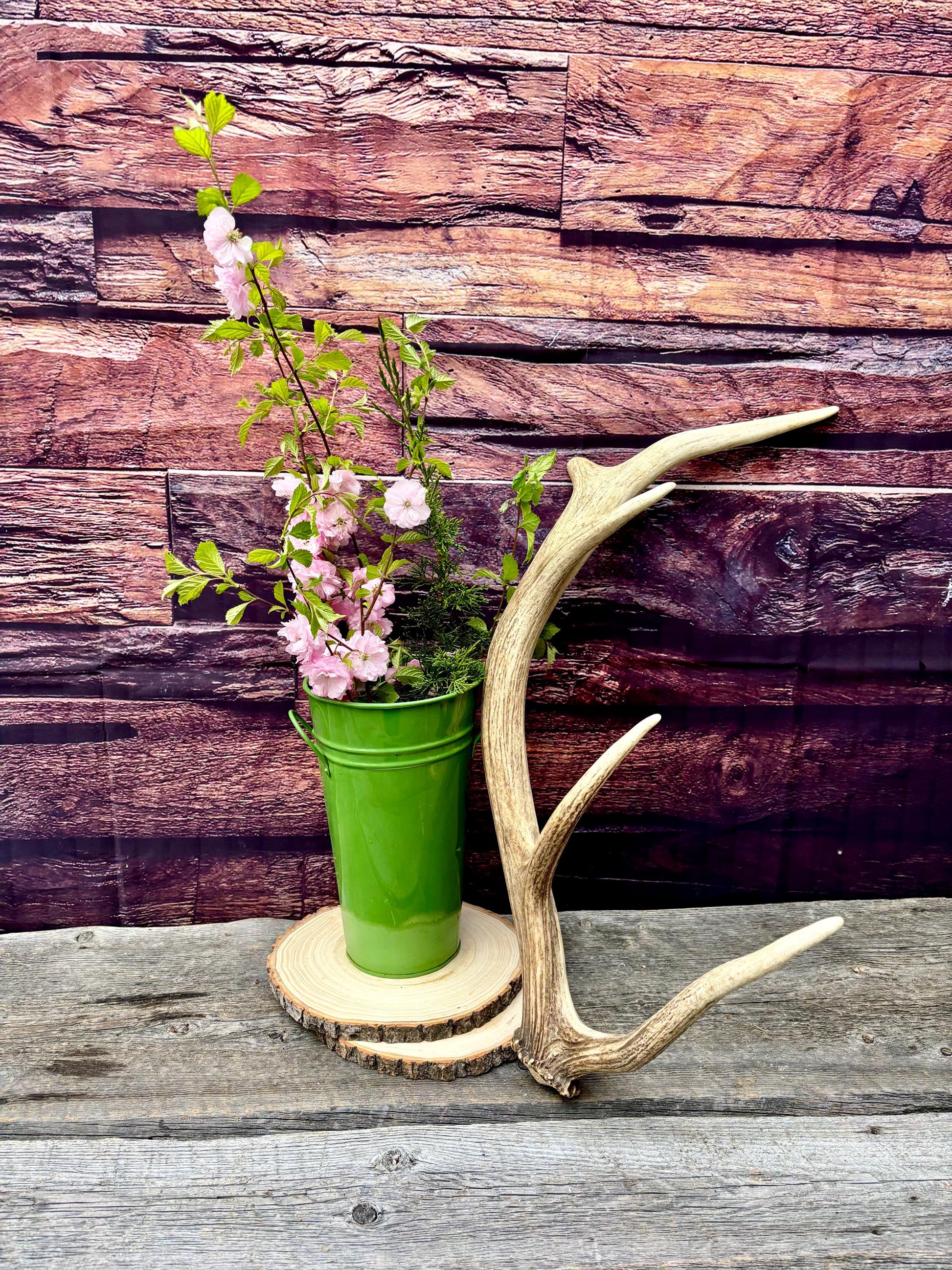 Antler from a Wild Canadian Bull Elk! Home and Cabin Decor, Crafting and Table Centerpiece.