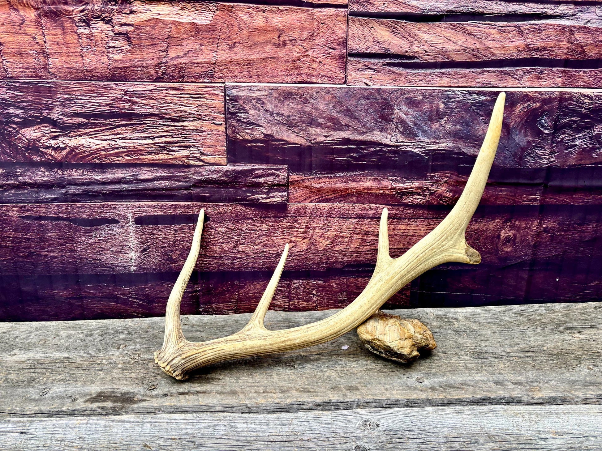 Antler from a Wild Canadian Bull Elk! Home and Cabin Decor, Crafting and Table Centerpiece.