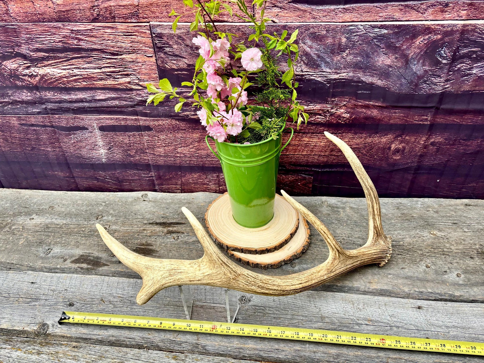 Antler from a Wild Canadian Bull Elk! Home and Cabin Decor, Crafting and Table Centerpiece.