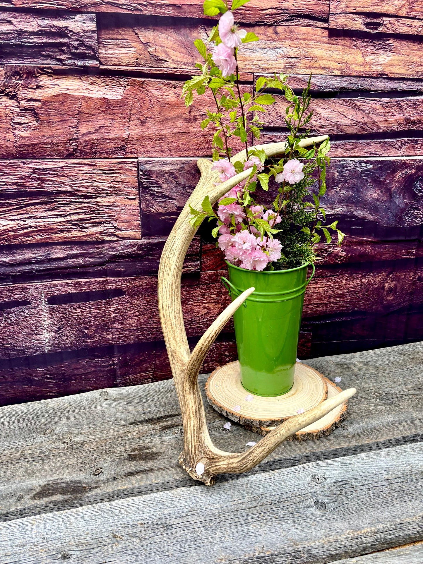 Antler from a Wild Canadian Bull Elk! Home and Cabin Decor, Crafting and Table Centerpiece.