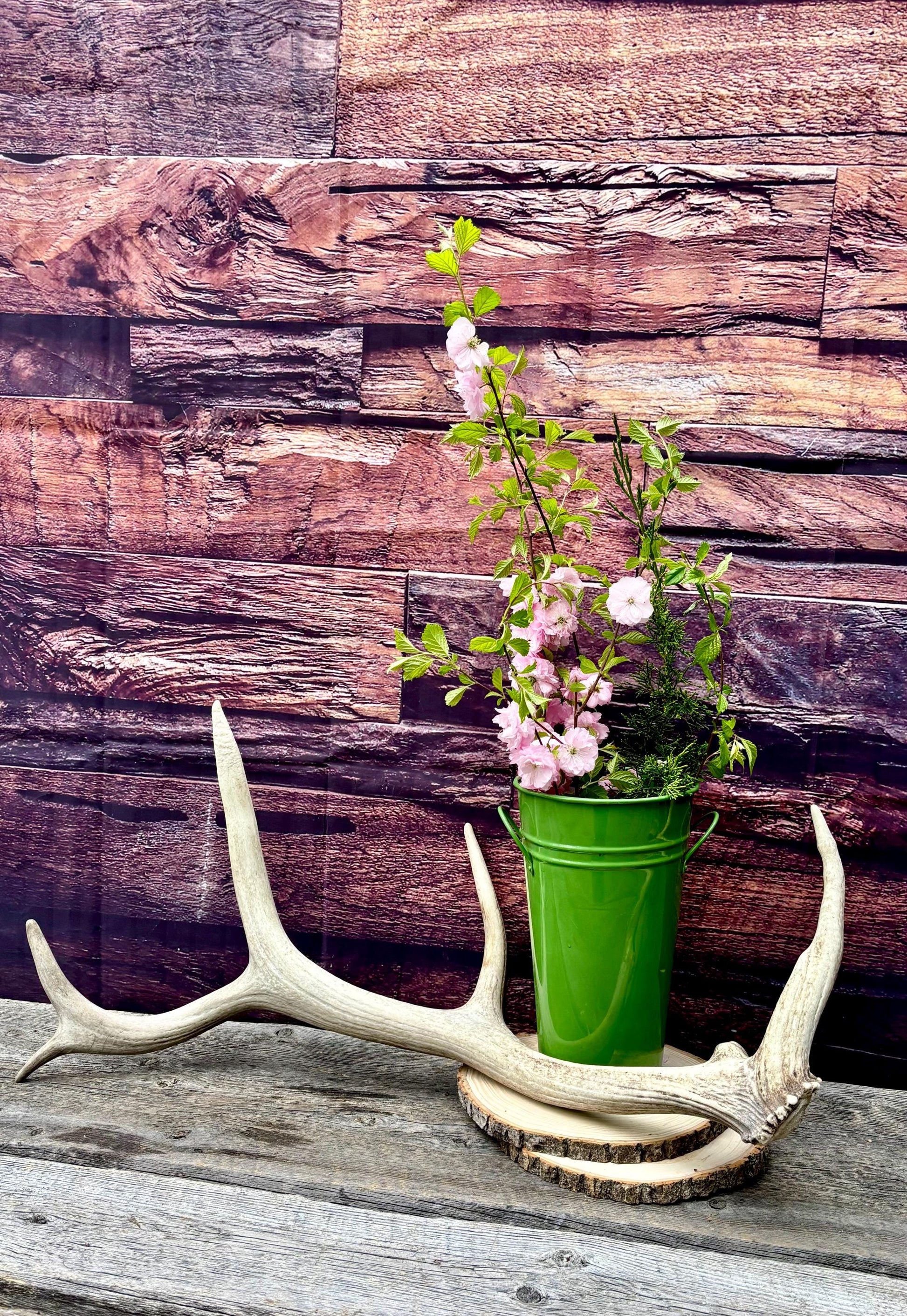 Antler from a Wild Canadian Bull Elk! Home and Cabin Decor, Crafting and Table Centerpiece.