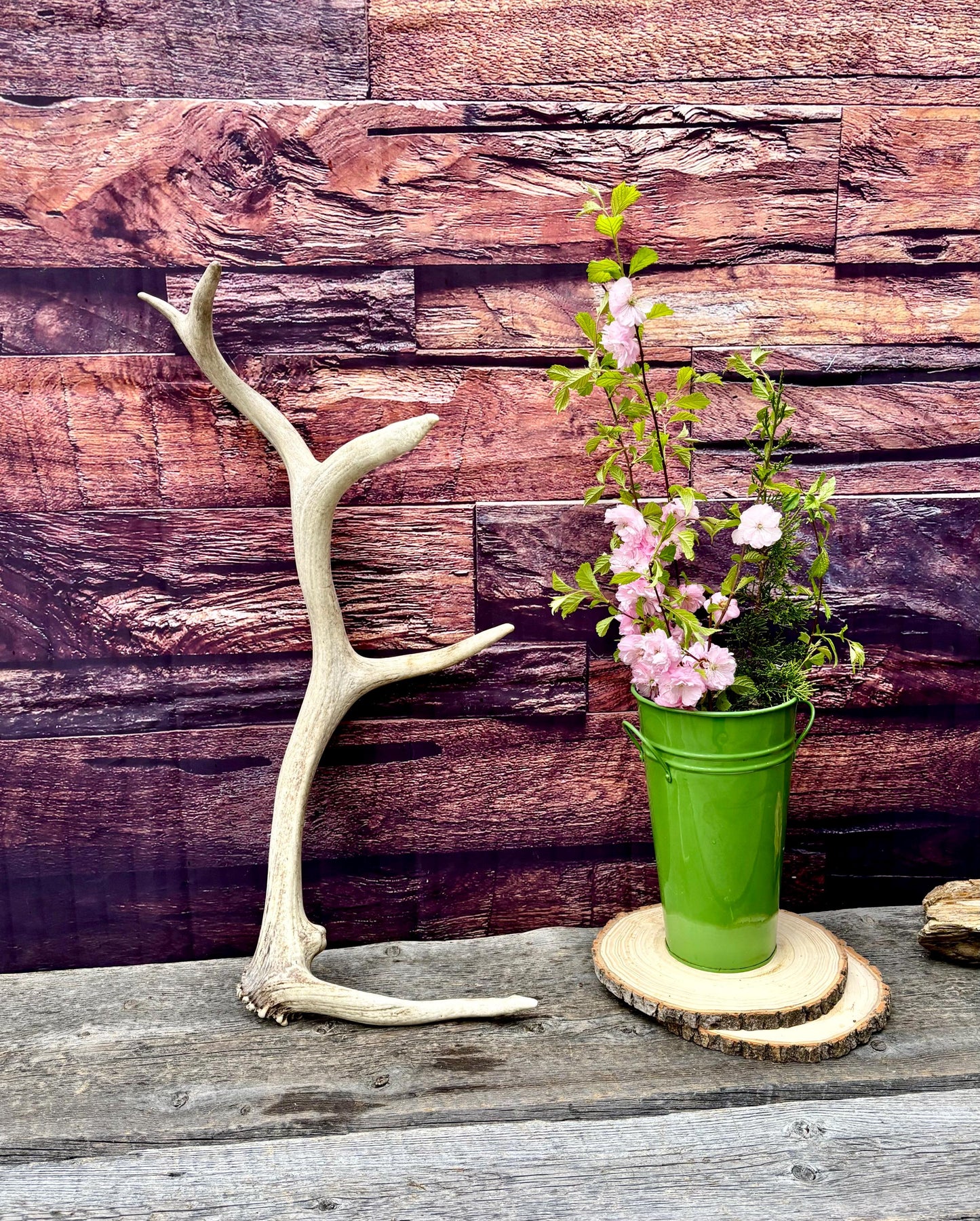 Antler from a Wild Canadian Bull Elk! Home and Cabin Decor, Crafting and Table Centerpiece.