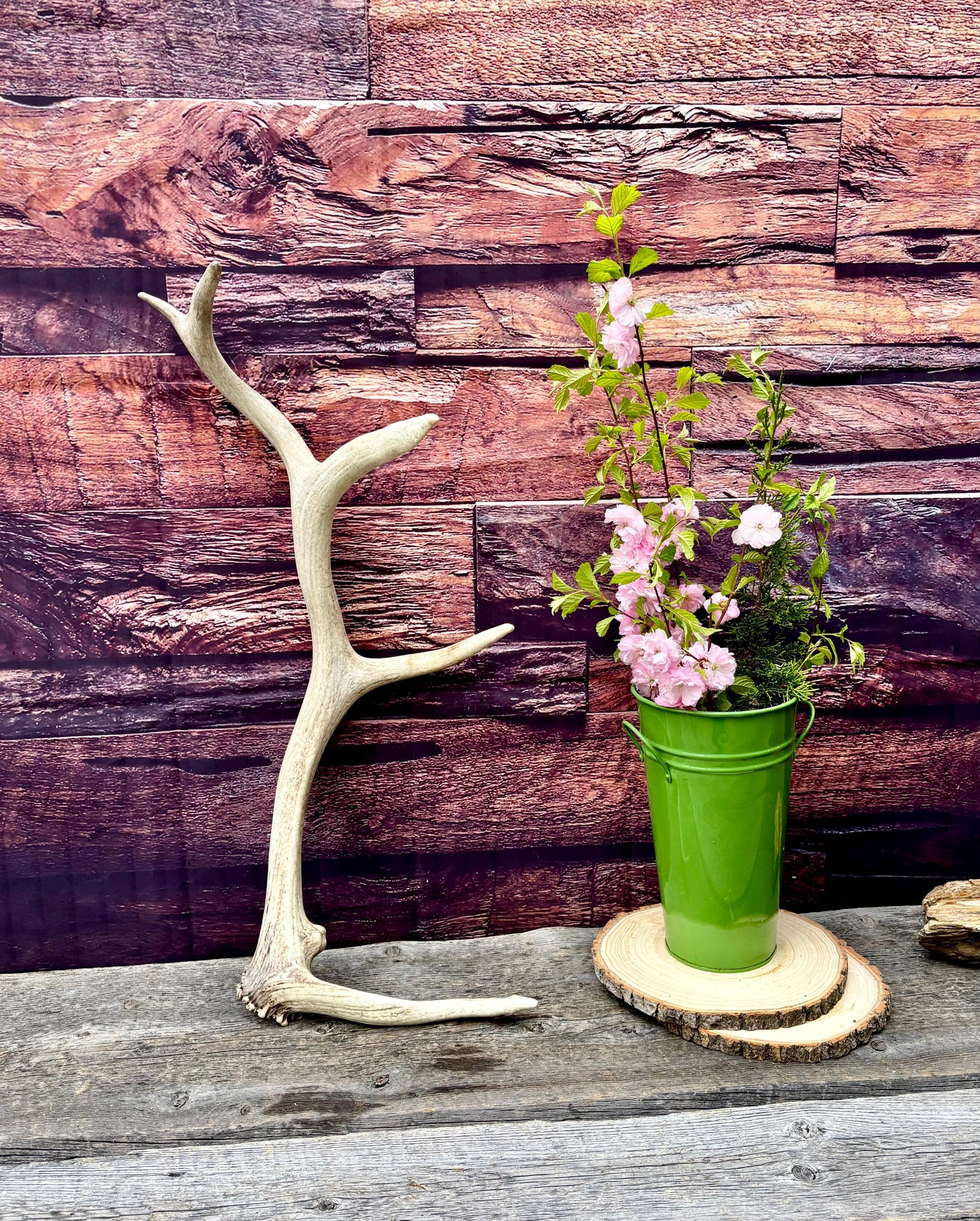 Antler from a Wild Canadian Bull Elk! Home and Cabin Decor, Crafting and Table Centerpiece.