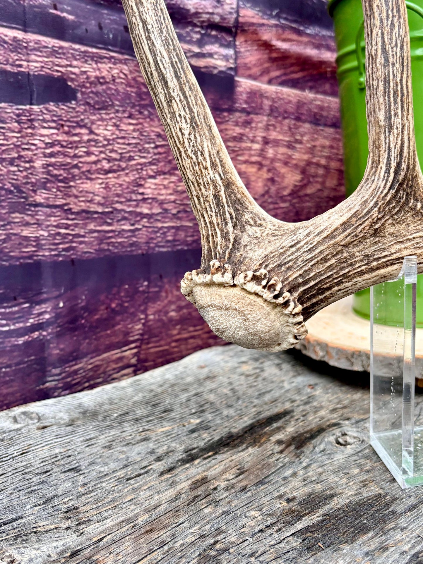 Antler from a Wild Canadian Bull Elk! Home and Cabin Decor, Crafting and Table Centerpiece.