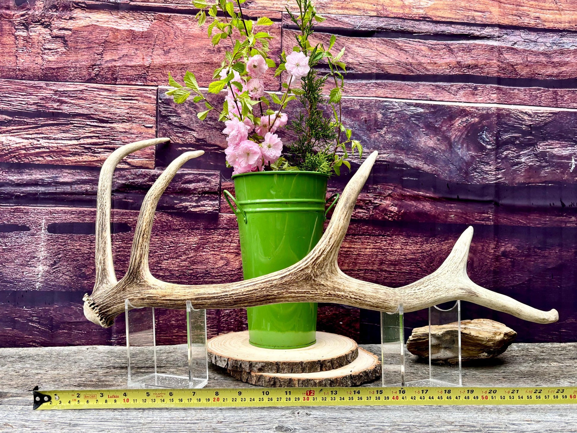 Antler from a Wild Canadian Bull Elk! Home and Cabin Decor, Crafting and Table Centerpiece.