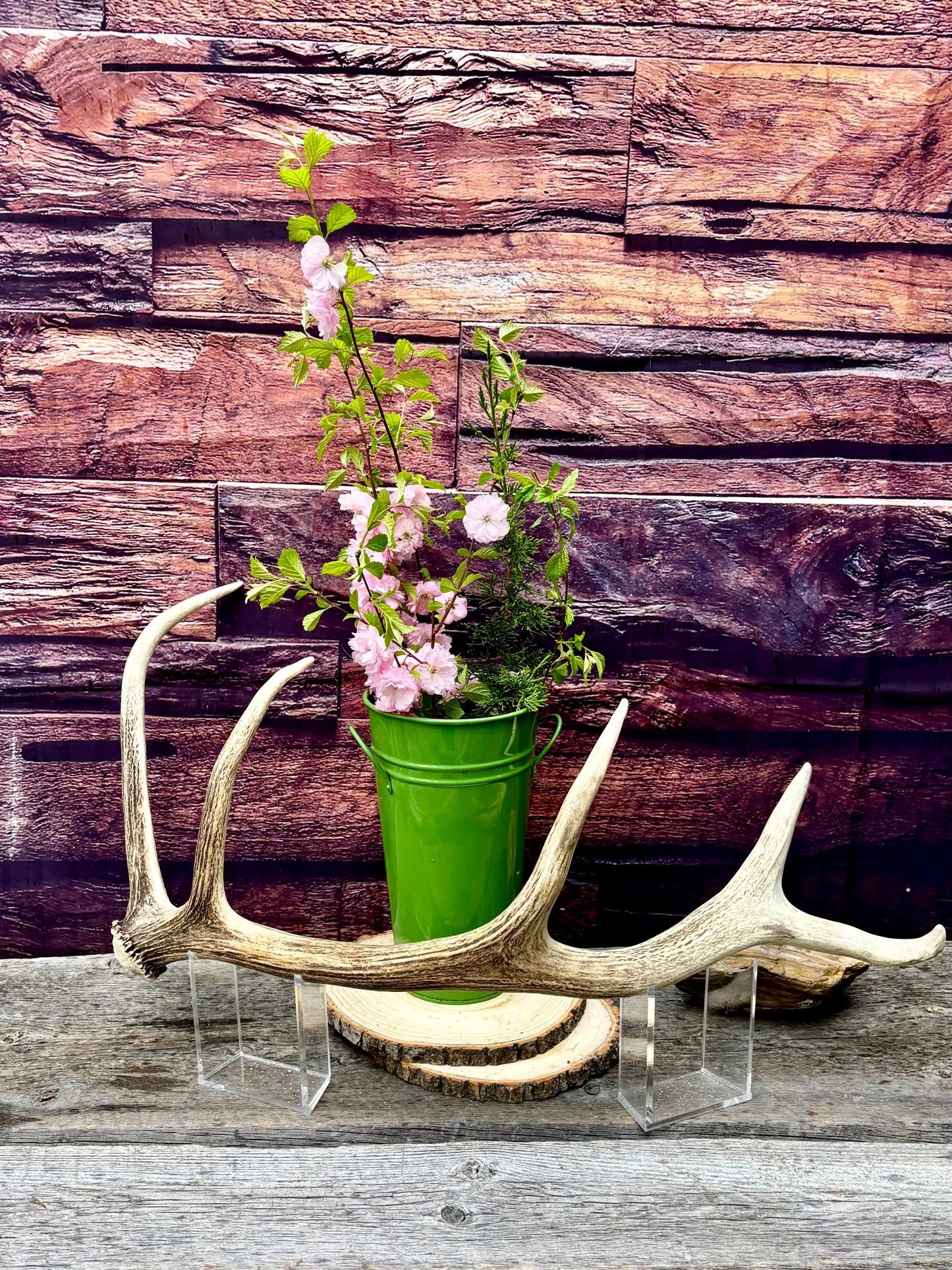 Antler from a Wild Canadian Bull Elk! Home and Cabin Decor, Crafting and Table Centerpiece.