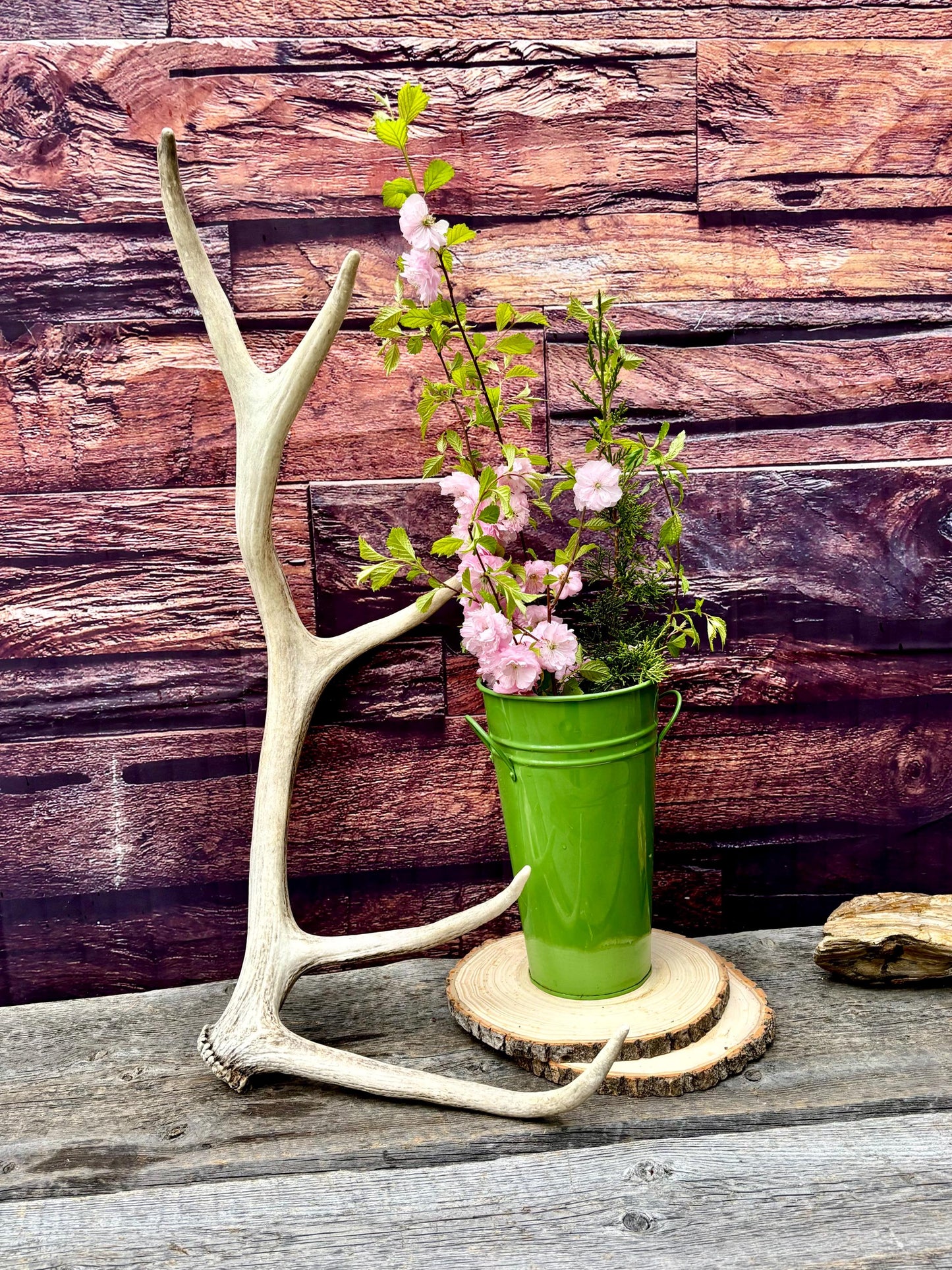Antler from a Wild Canadian Bull Elk! Home and Cabin Decor, Crafting and Table Centerpiece.