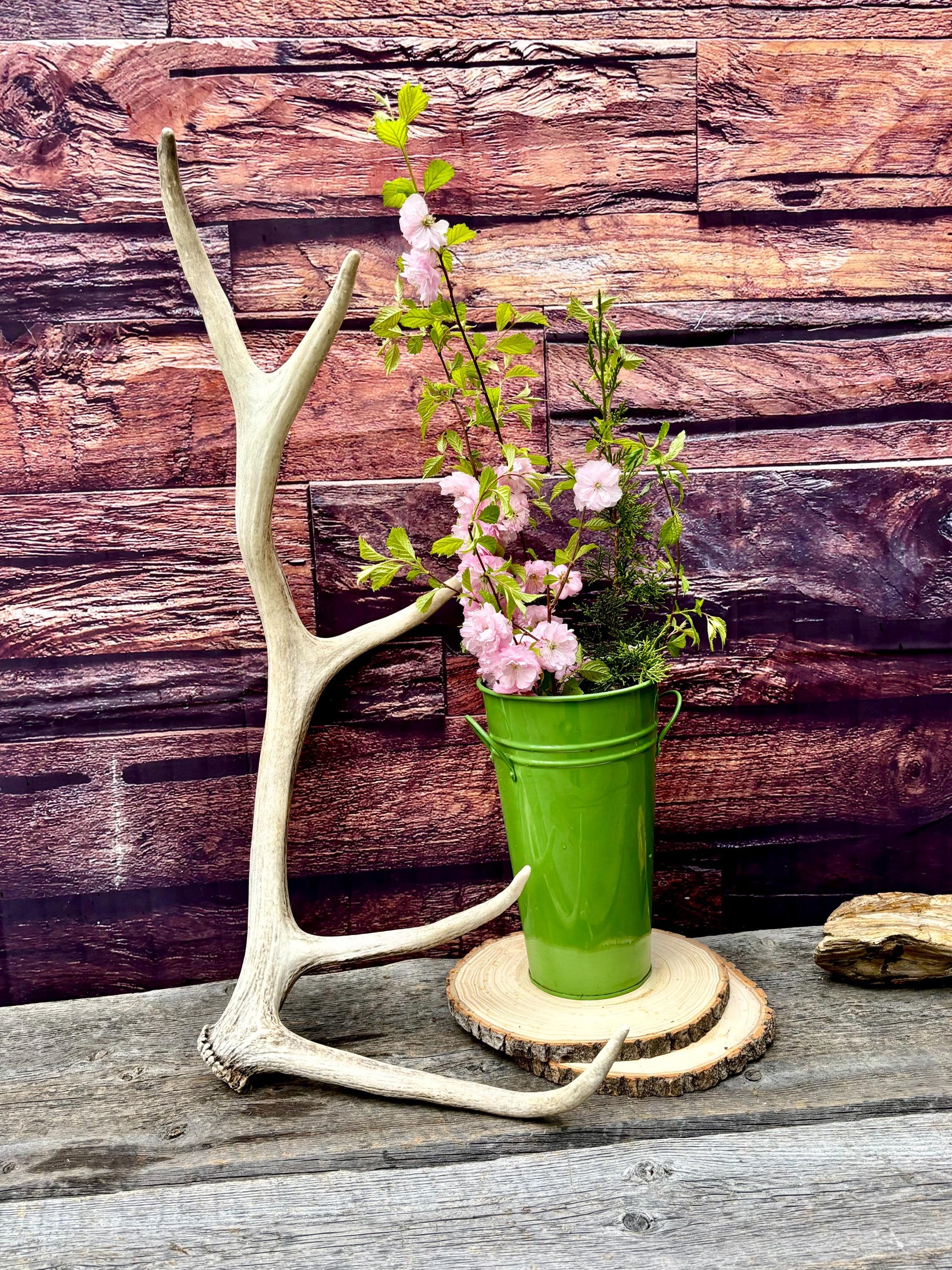 Antler from a Wild Canadian Bull Elk! Home and Cabin Decor, Crafting and Table Centerpiece.