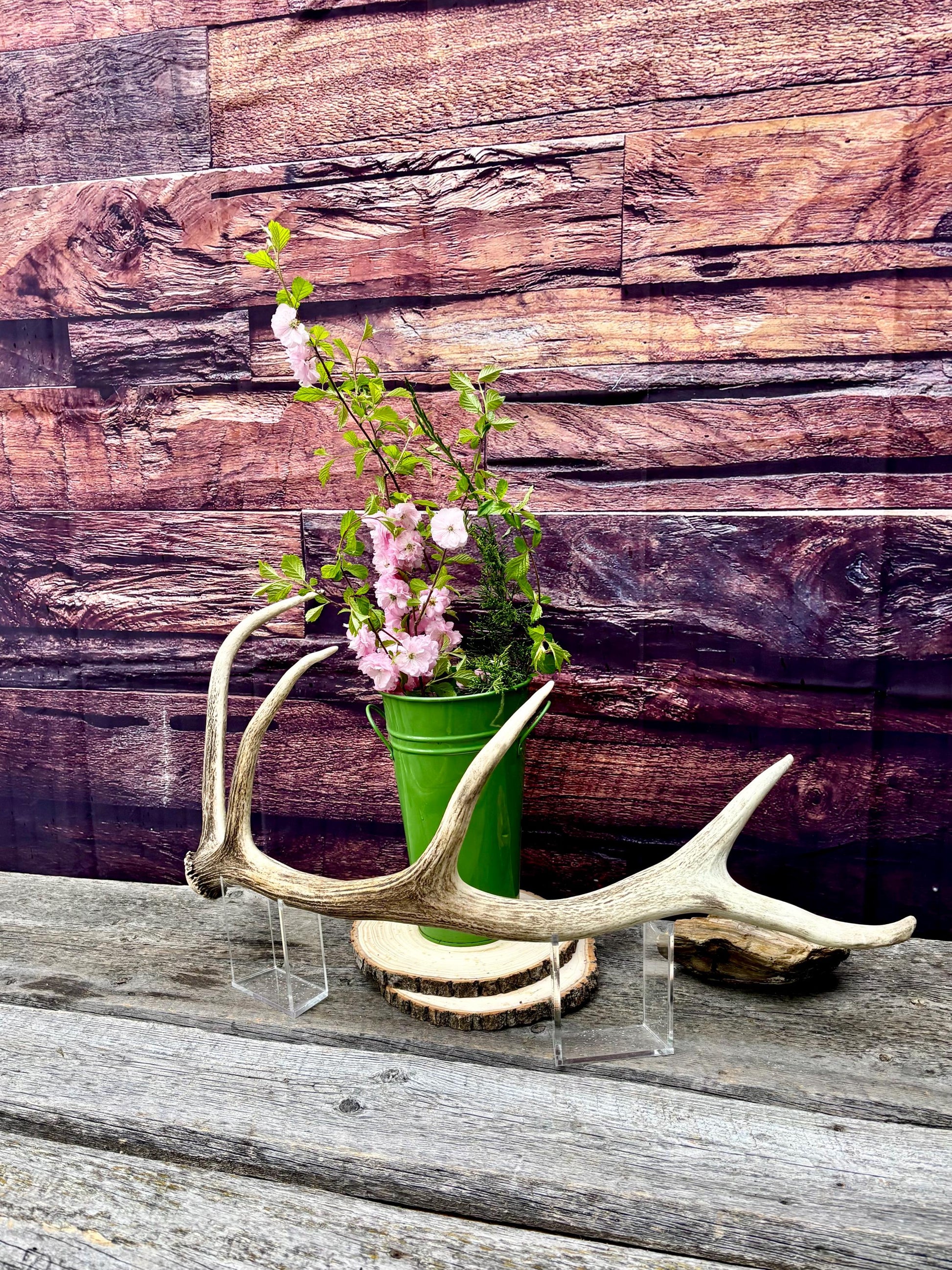 Antler from a Wild Canadian Bull Elk! Home and Cabin Decor, Crafting and Table Centerpiece.