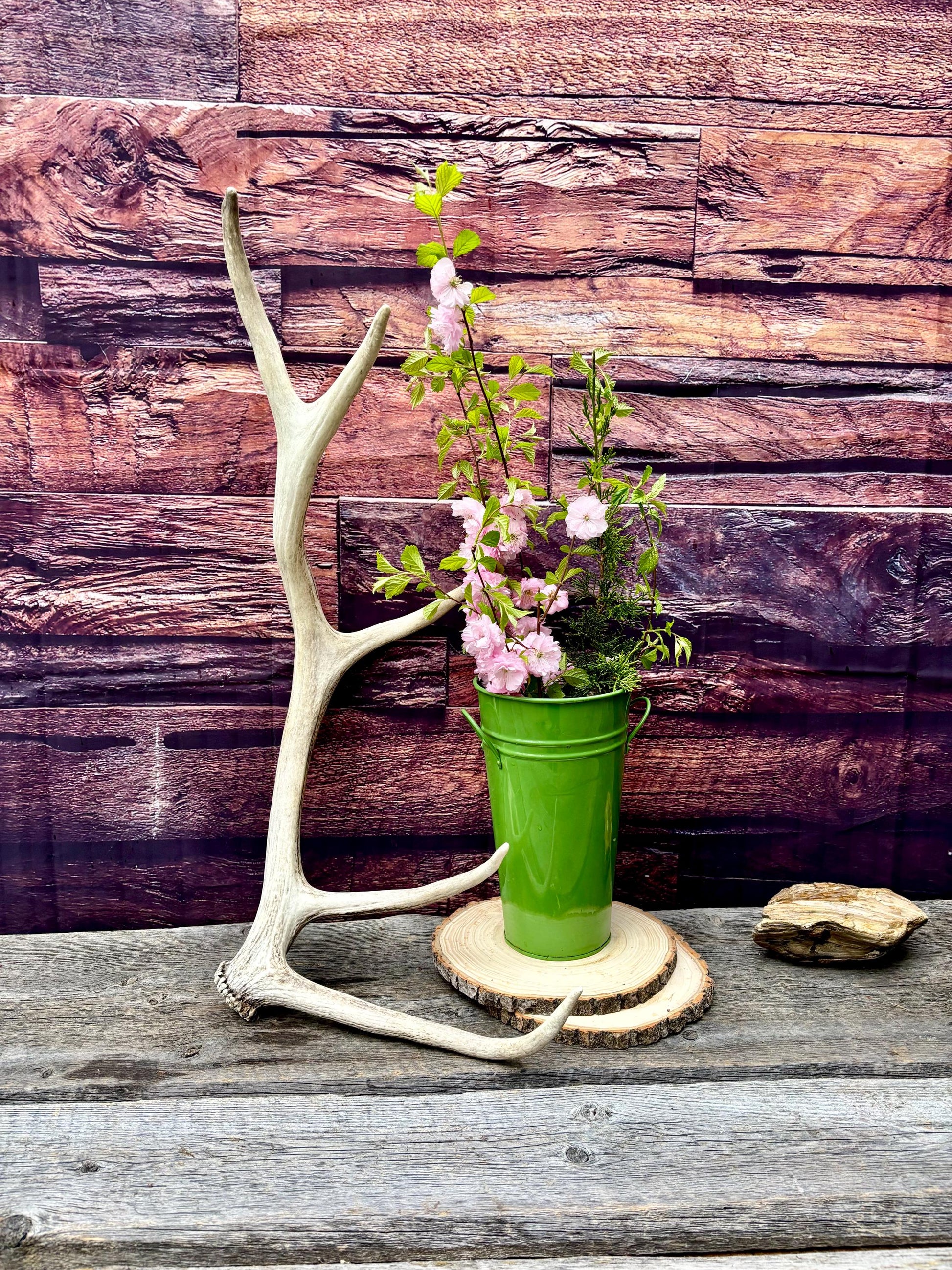 Antler from a Wild Canadian Bull Elk! Home and Cabin Decor, Crafting and Table Centerpiece.