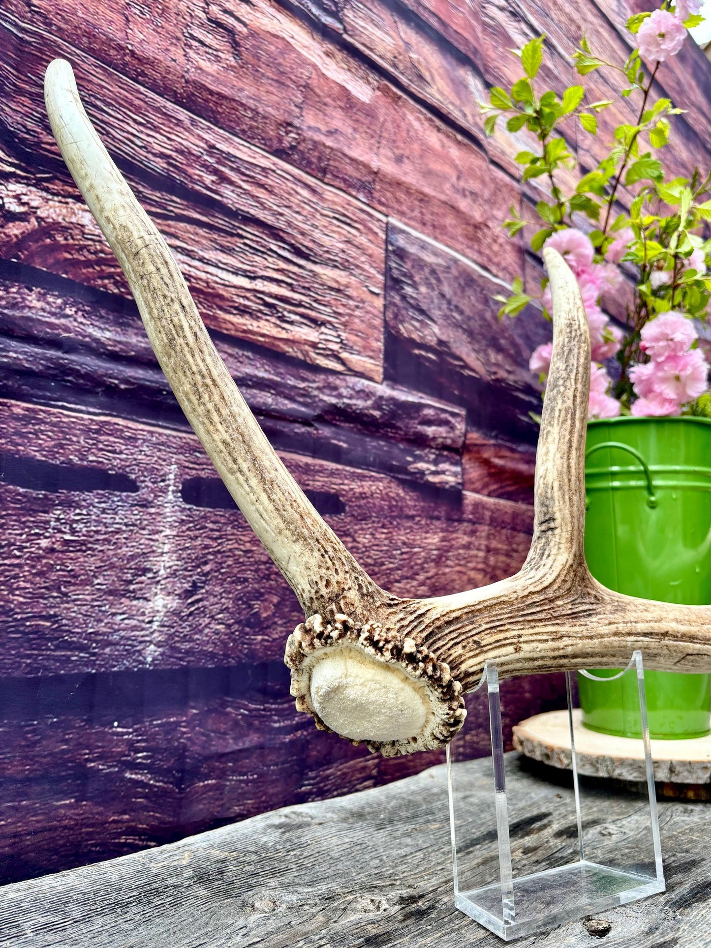 Wild Canadian Bull Elk Antler! Home and Cabin Decor, Crafting and Table Centerpiece.