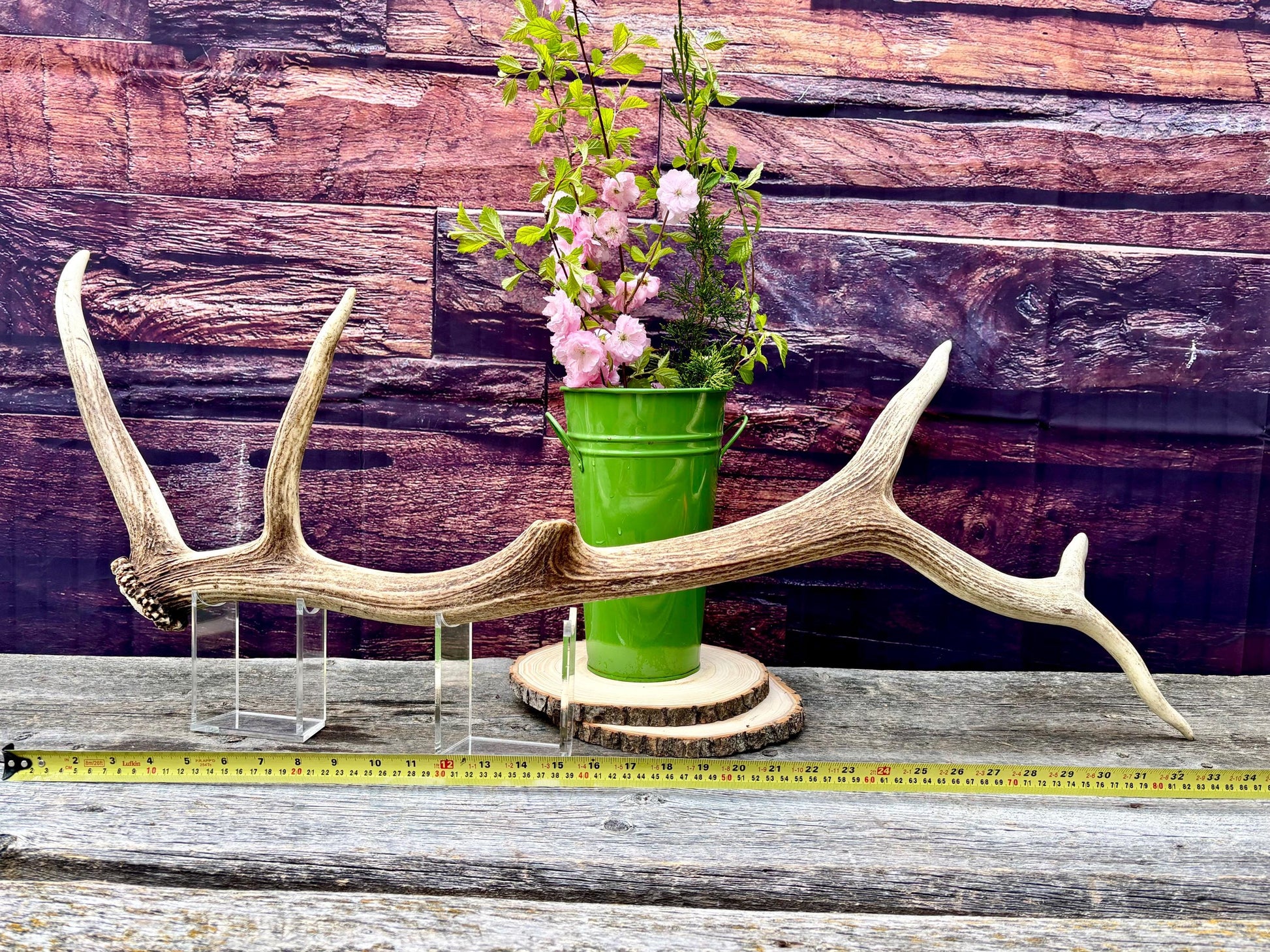 Wild Canadian Bull Elk Antler! Home and Cabin Decor, Crafting and Table Centerpiece.