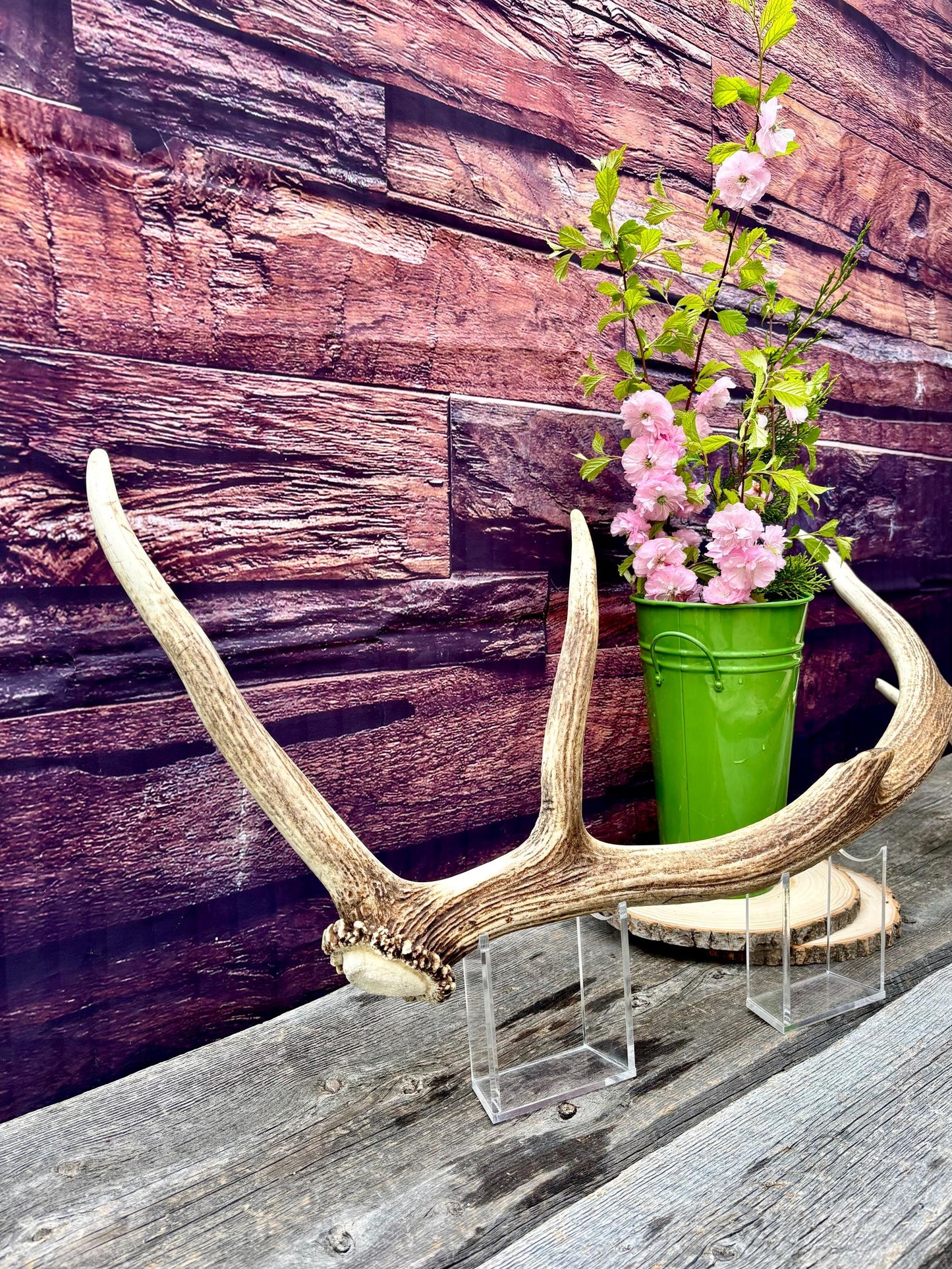 Wild Canadian Bull Elk Antler! Home and Cabin Decor, Crafting and Table Centerpiece.