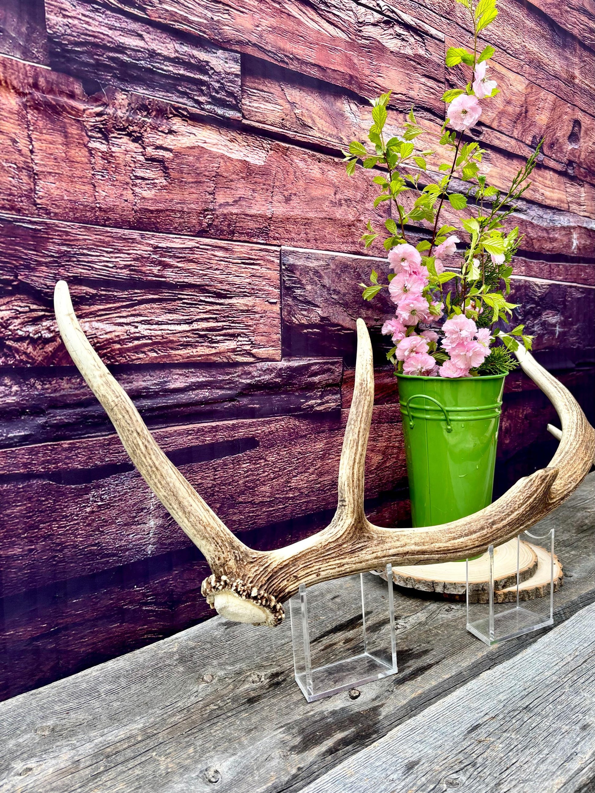 Wild Canadian Bull Elk Antler! Home and Cabin Decor, Crafting and Table Centerpiece.