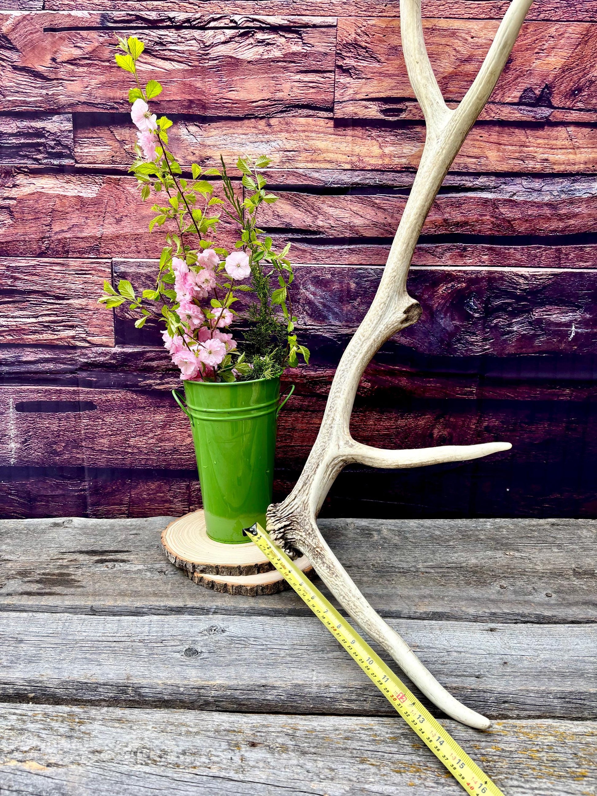 Wild Canadian Bull Elk Antler! Home and Cabin Decor, Crafting and Table Centerpiece.
