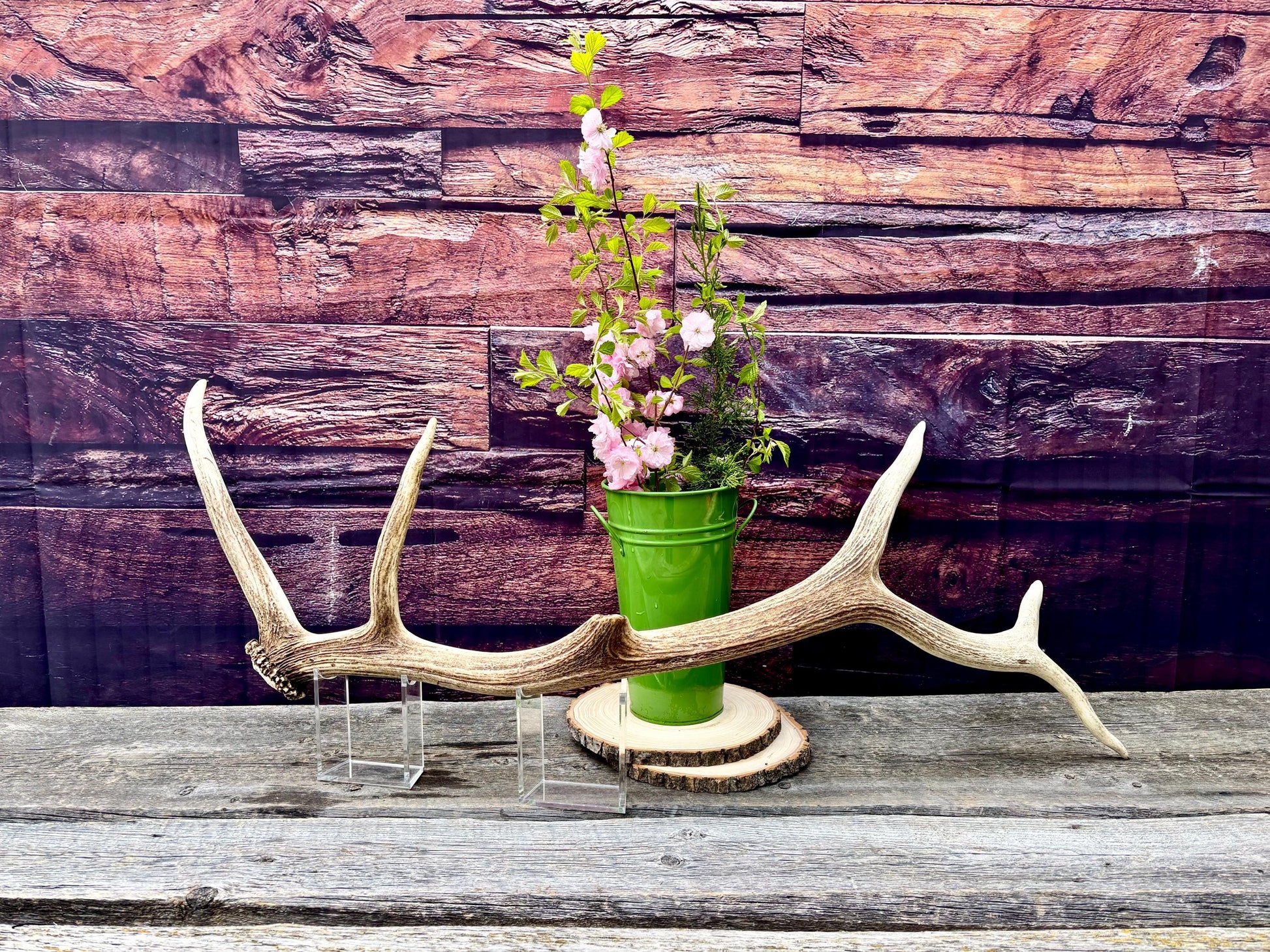 Wild Canadian Bull Elk Antler! Home and Cabin Decor, Crafting and Table Centerpiece.