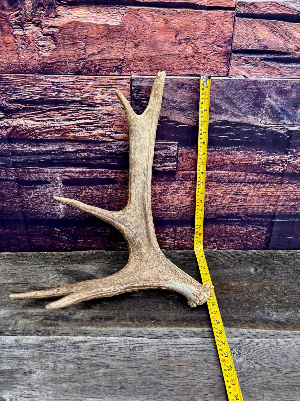 Med-sized Bull Moose Antler. Ideal Crafting, Carving or Decor Antler
