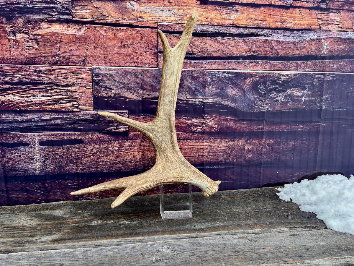 Med-sized Bull Moose Antler. Ideal Crafting, Carving or Decor Antler