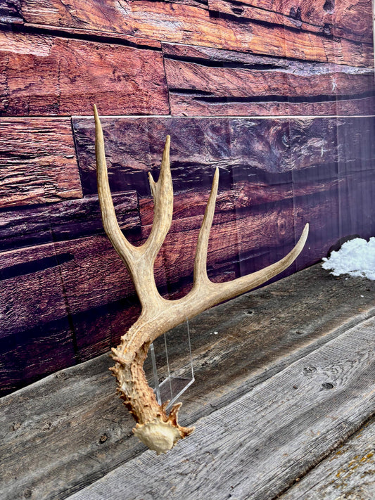 Huge Mule Deer Antler. Decor piece, Table centrepiece, and More.