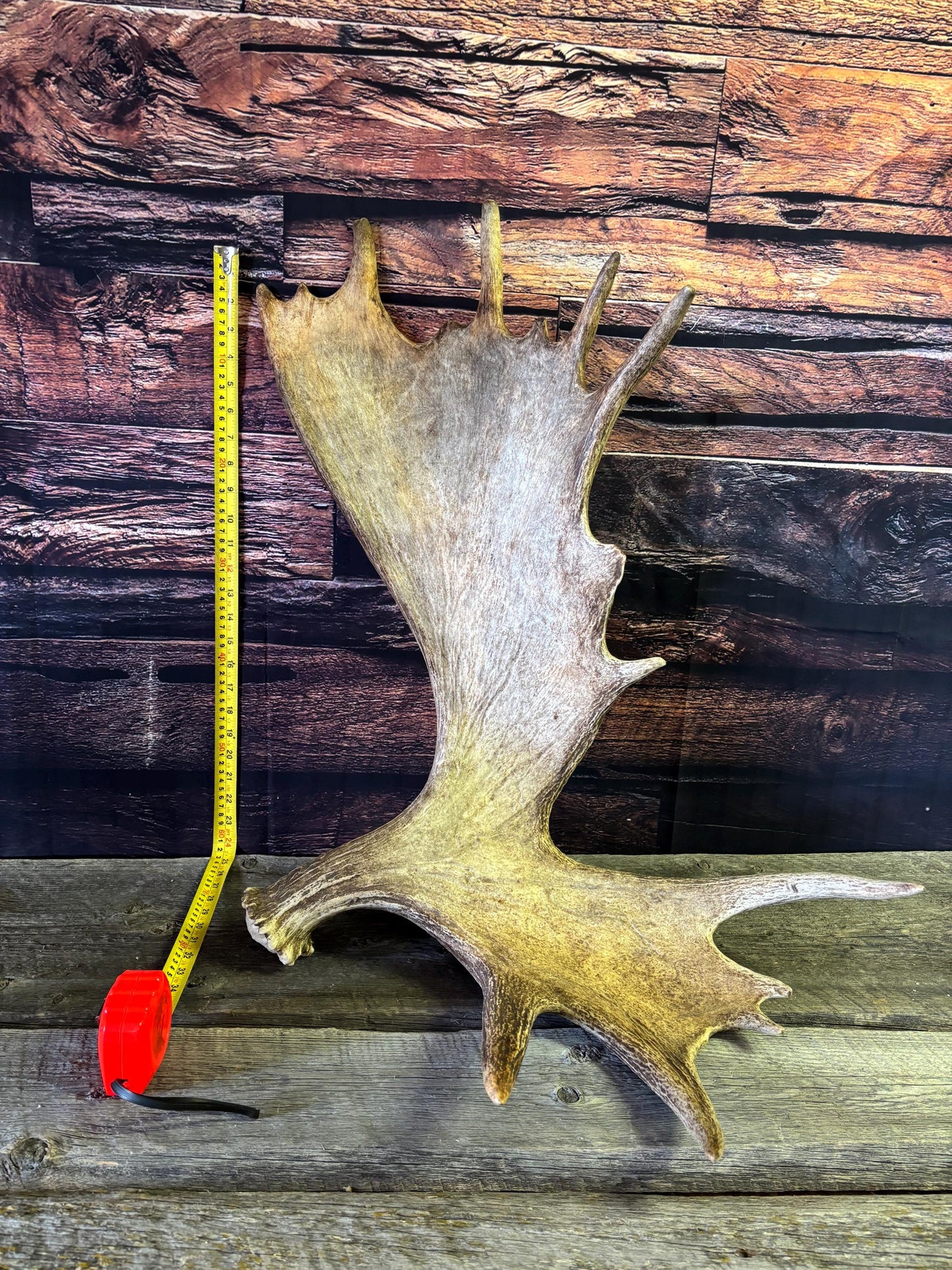 Bull Moose Antler. Giant, Premium Moose Antler for Crafting, Decor and More!
