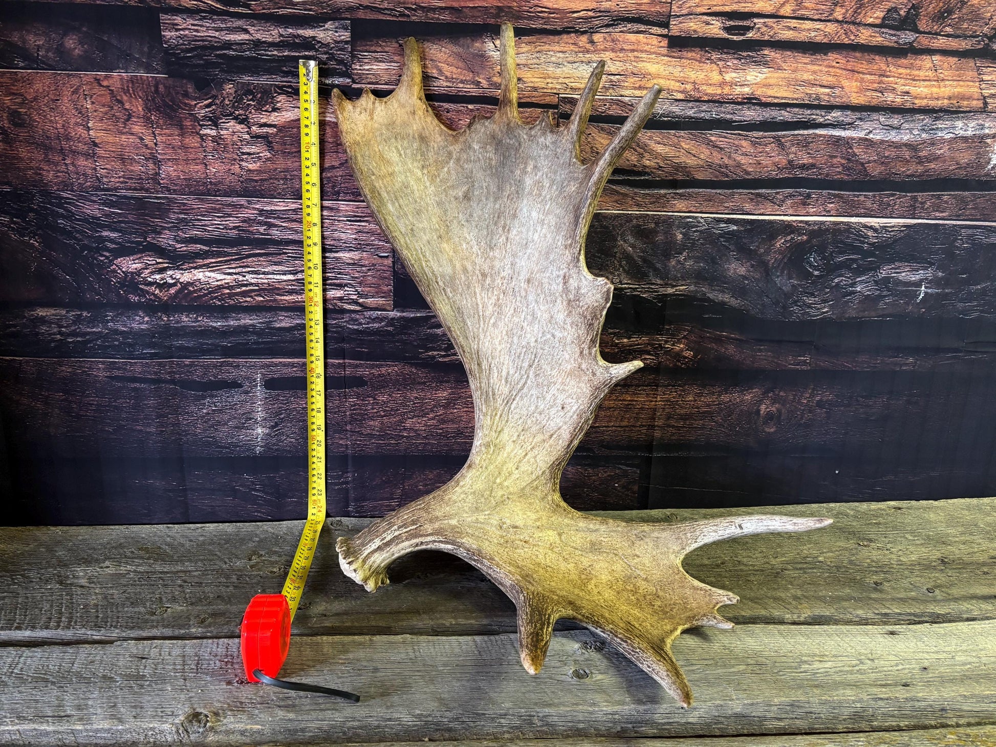 Bull Moose Antler. Giant, Premium Moose Antler for Crafting, Decor and More!