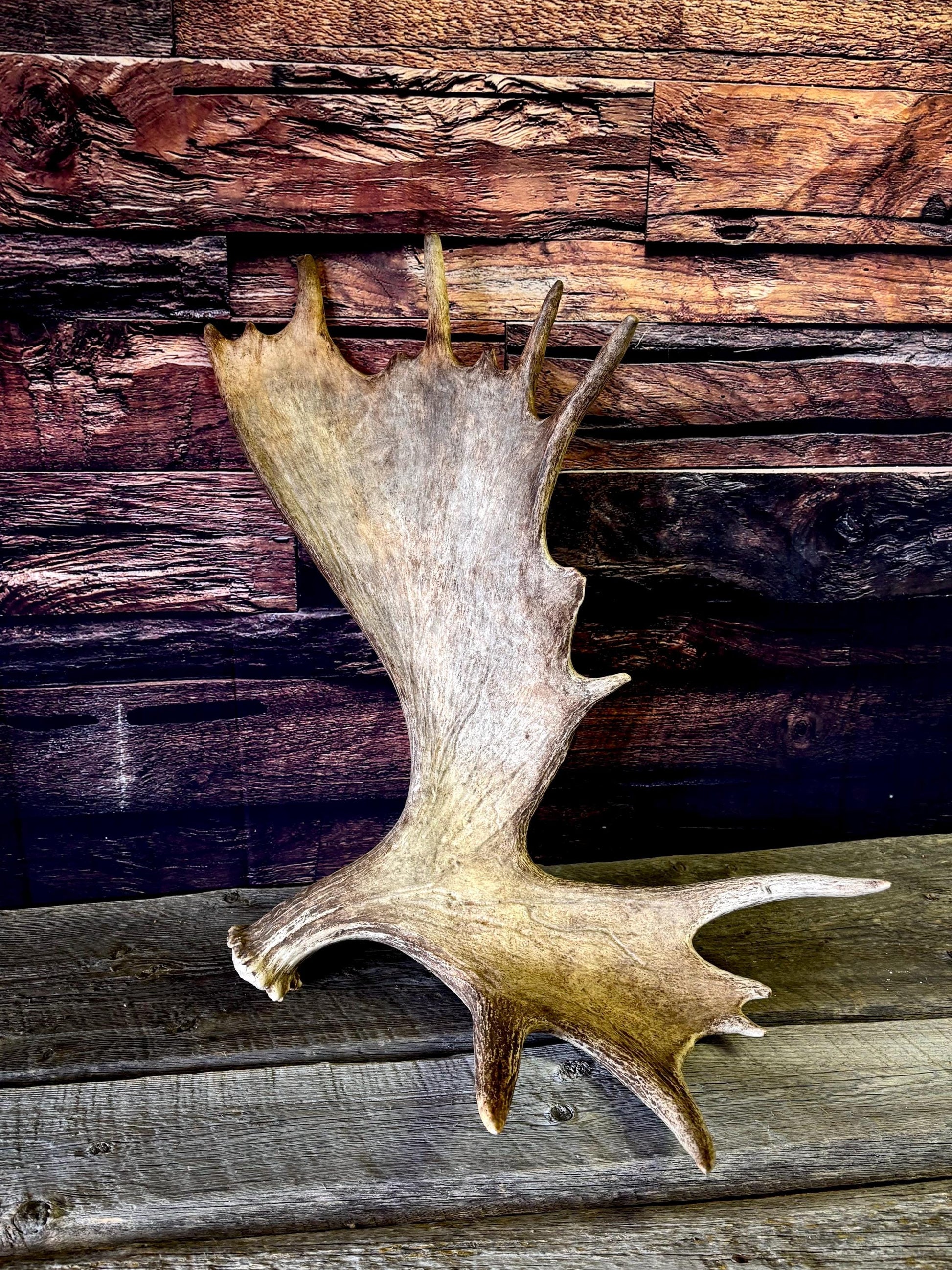 Bull Moose Antler. Giant, Premium Moose Antler for Crafting, Decor and More!