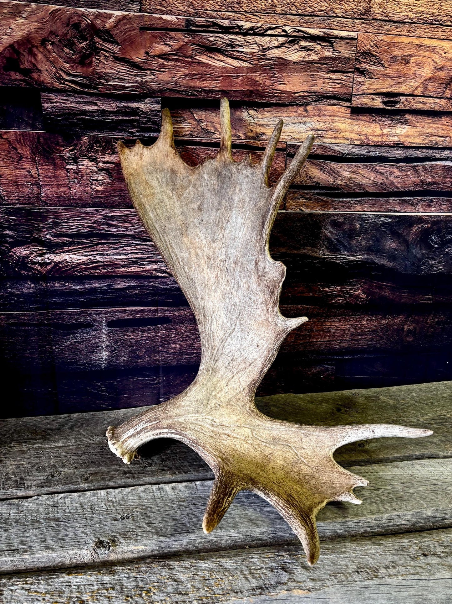 Bull Moose Antler. Giant, Premium Moose Antler for Crafting, Decor and More!