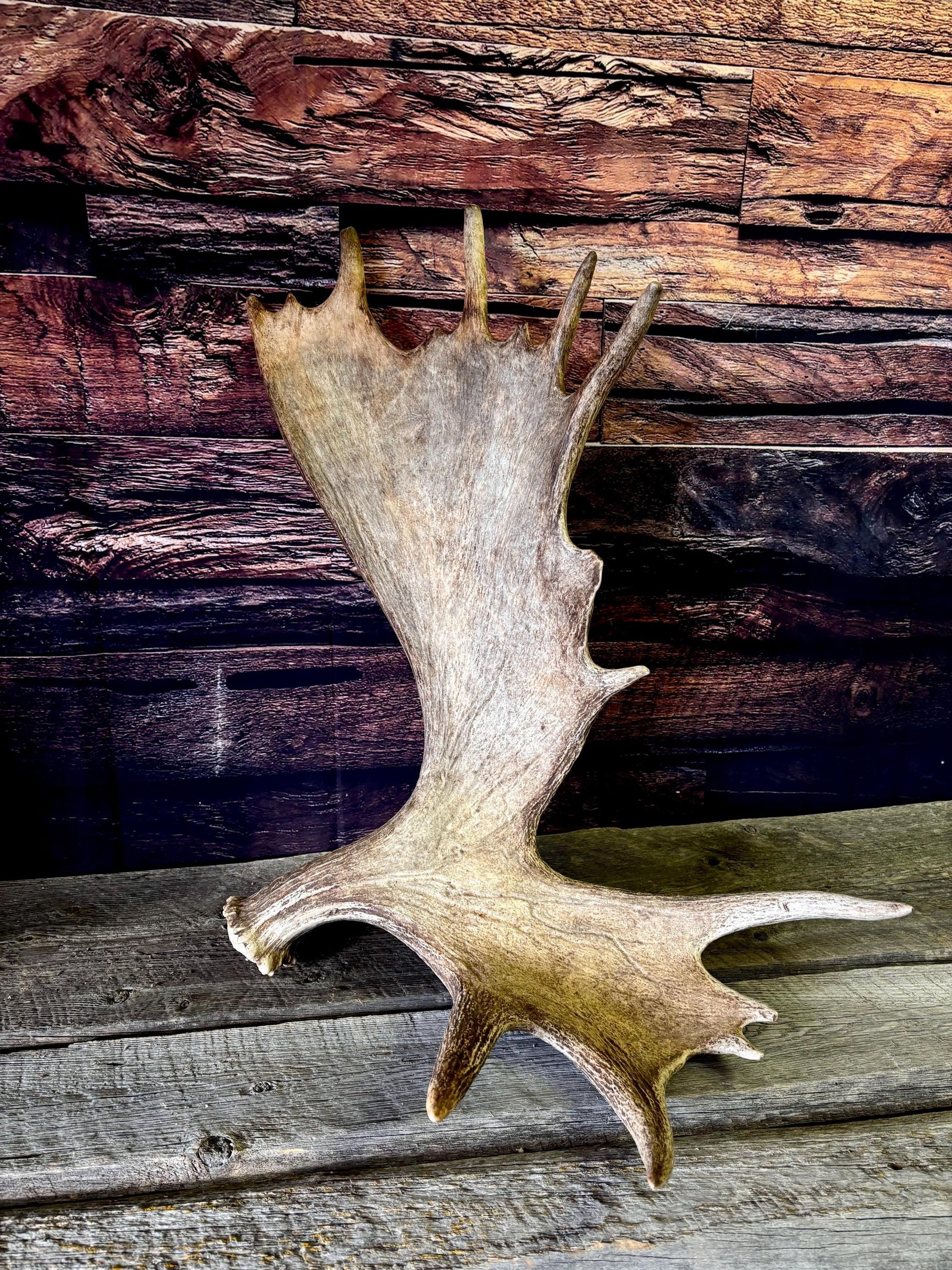 Bull Moose Antler. Giant, Premium Moose Antler for Crafting, Decor and More!